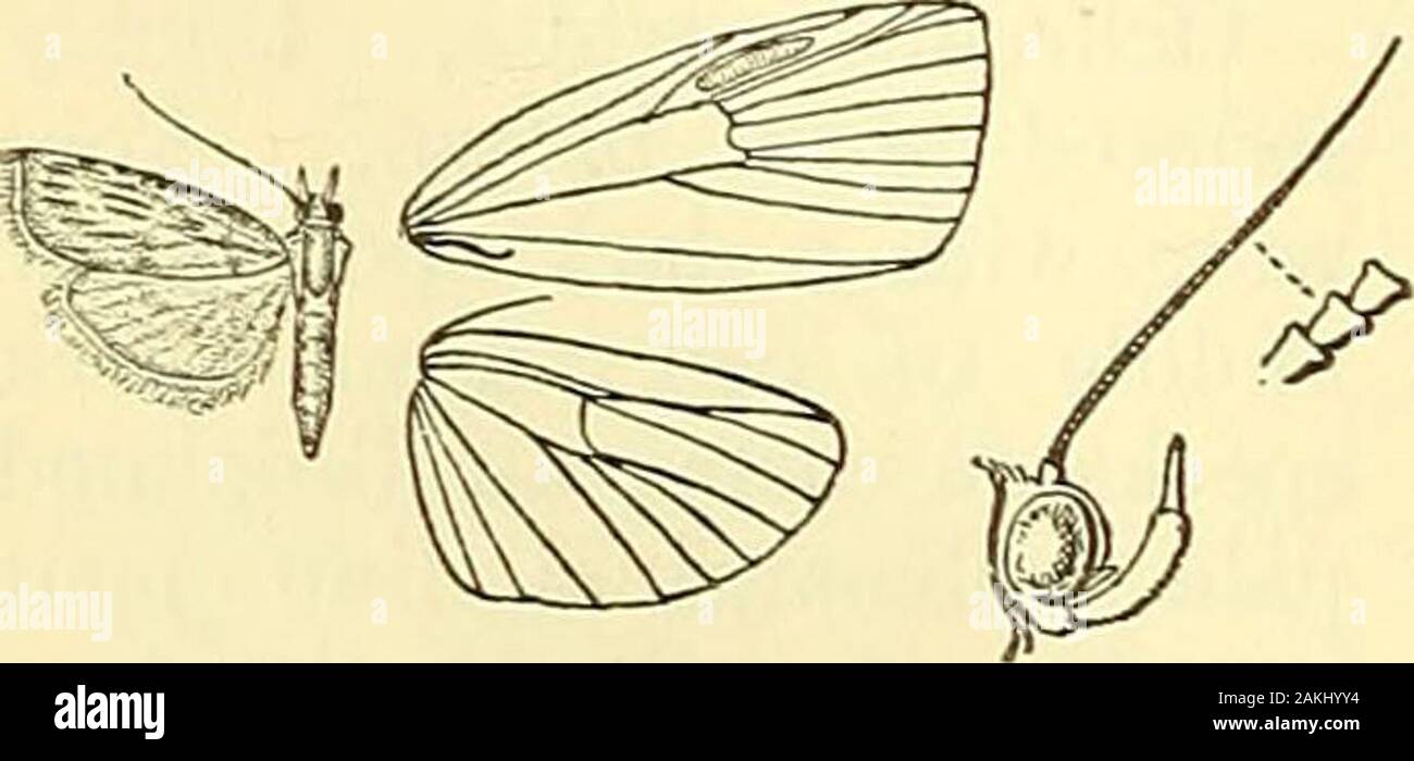 Moths . ge. Assam. Palpi upturned and slender, the 2nd joint reaching vertex ofhead, the 3rd long and acuminate ; maxillary palpi filiform; fronsrounded; antennae annulate; tibiae with the outer spurs abouttwro-thirds length of inner. Pore wing with vein 3 from beforeangle of cell; 4, 5 from angle; 7 straight and well separated from8, 9, to which 10 is approximated; male with vein 11 curved andrunning round a furrow of somewhat ribbed membrane below thecosta. Hind wing wdth vein 3 from angle of cell; 4, 5 approxi-mated for a short distance ; 6, 7 from upper angle. 4769. Aulacoptera fuscinerval Stock Photo