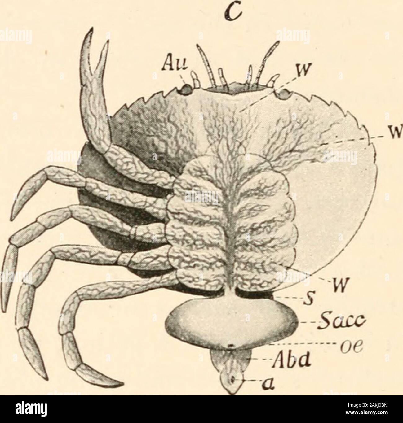 The evolution theory . Abd Fig. 112 (repeated). Development of the parasitic Crustacean Sacculinacarcini, after Delage. A, Nauplius stage. Au, eye, I, II, III, the three pairsof appendages. B, Cypris stage. VI-J^I, the swimming appendages. C, matureanimal {Sacc), attached to its host, the shore-crab {Carcinus mcenas), with afeltwork of fine root-processes enveloping the crabs viscera. S, stalk. Sacc, bodyof the parasite, oe, aperture of the brood-cavity. AM, abdomen of the crabwith the anus (a). that when we inquire into the whole story, and appreciate thedifficulties associated with the persi Stock Photo