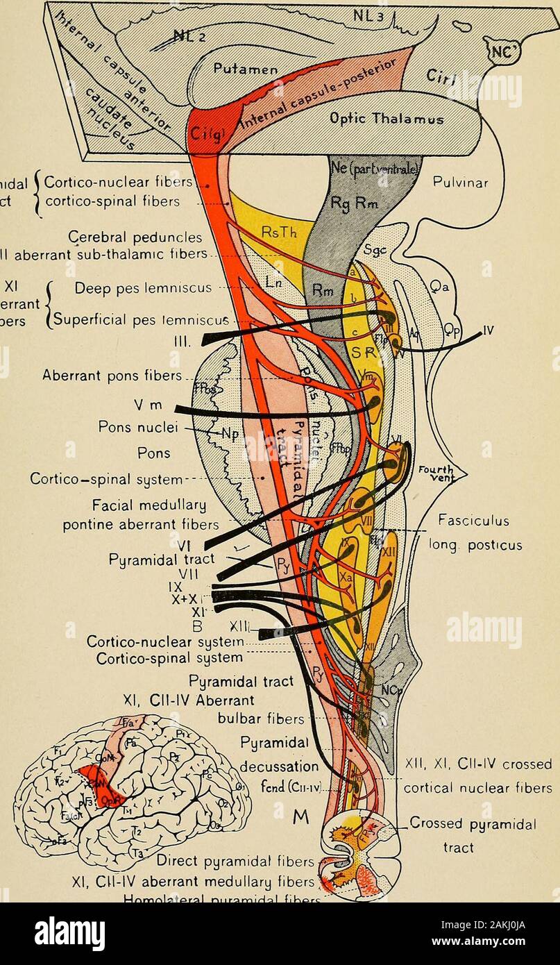 Diseases of the nervous system a textbook of neurology and