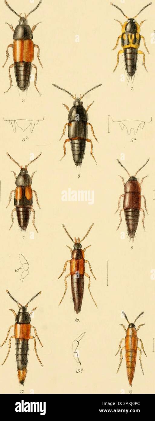 The Coleoptera of the British islandsA descriptive account of the families, genera, and species indigenous to Great Britain and Ireland, with notes as to localities, habitats, etc . R,Mor^ajdele?llltii. 1 Reeve &.C°lan.dQr. VmcerfcBrooksDay & Sonlmr TY ,„f uSA PLATE LIV. Fig. 1. Bolitobius lunulatus, L. 2. „ trinotatus, Er. 3. „ exoletup, Er. 4. » pygmaeus, F. 4a. ,, „ maxillary palpus. 5. Mycetoporus lucidus, Er. 6. „ punctus, Gjll. 7. ,, lougulus, Mannh. 7a. ,, ,, maxillary palpus, 8. „ awgularis, Rey. 9. ,, nanus^ Er. 10. „ clavicornis, Steph. 11. Habrocerus capillaricorais, Grav,11a. „ „ Stock Photo