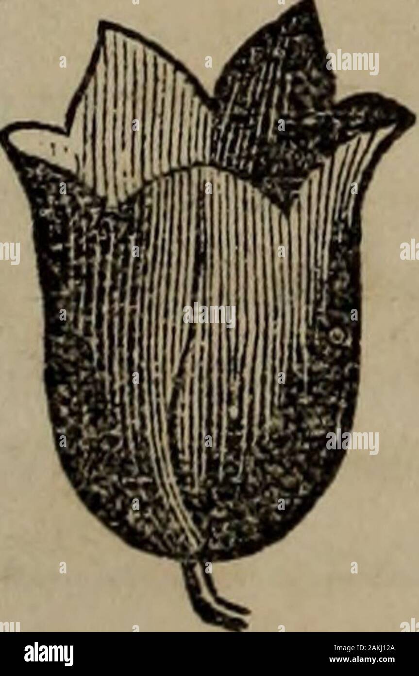 Botany of the Southern states . V Rotate corolla. Funnel-shaped corolla. 2. Hypocrateriform, salver-shaped, with a border like thepreceding, but with a long tube. (Fig. 96.) 3. Infundibuliform (Fig. 97), or funnel-shaped, having aregularly expanding tube, as in the Convolvulus. 4. Campanulate (Fig. 98), with the tube swelling at thebase, and then gradually expanding into a limb. 5. Labiate. When the corolla is separated into two unequaldivisions, called the anterior, or lower, and posterior, or upper Fig. 98. Fig. 99. Fig. 100.. Stock Photo