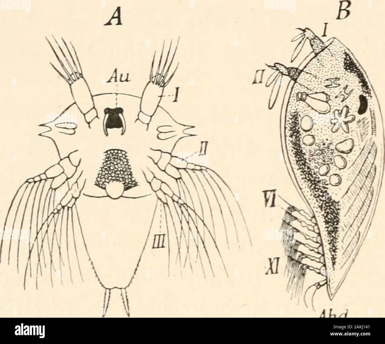 The evolution theory . e hermaphrodite and livepartly in, partly uj)on
