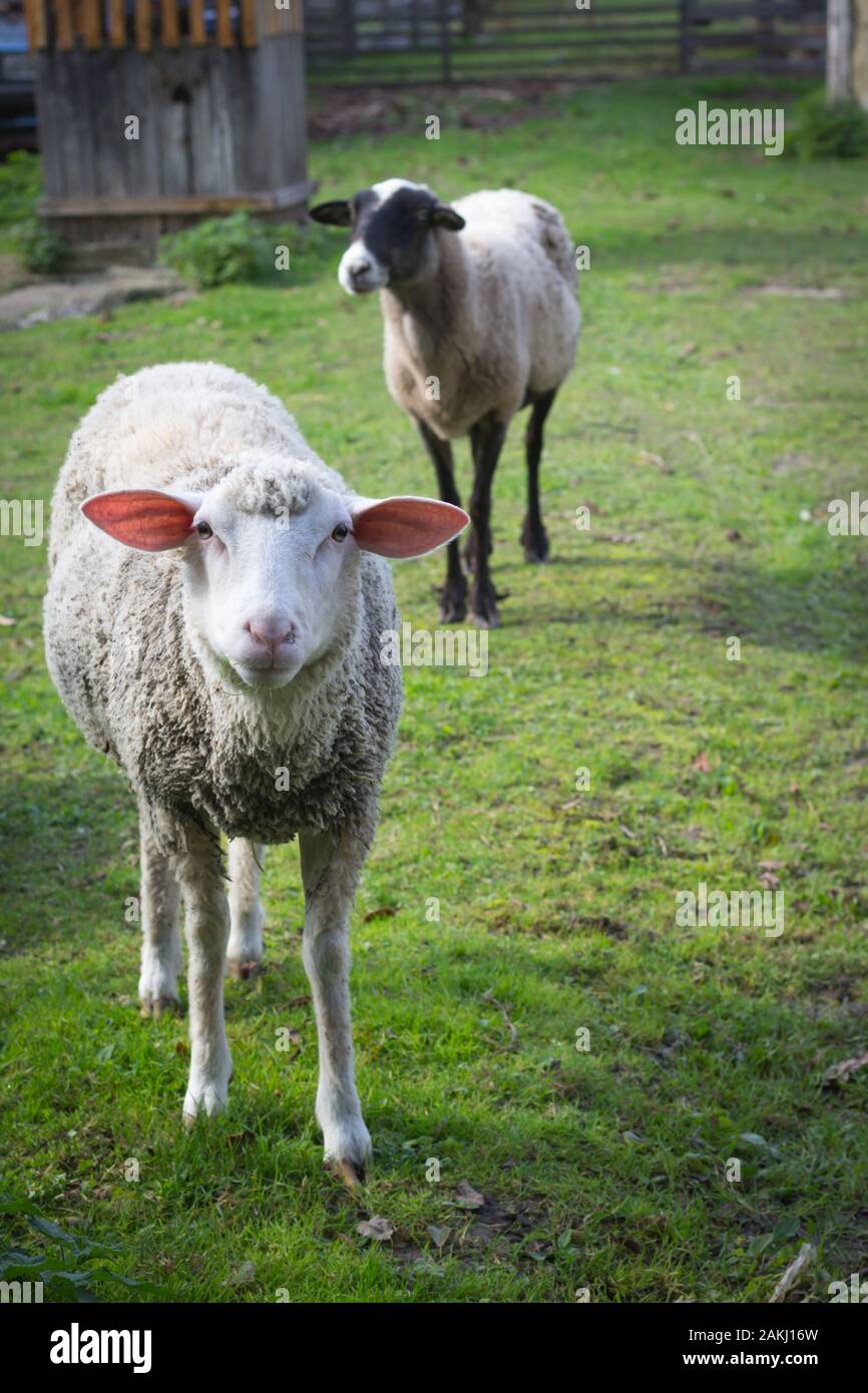 A herd of sheep graze on the meadow in the open air. Livestock breeding ...