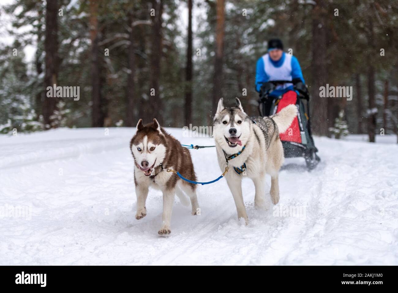 Sled dog racing. Husky sled dogs team pull a sled with dog musher ...