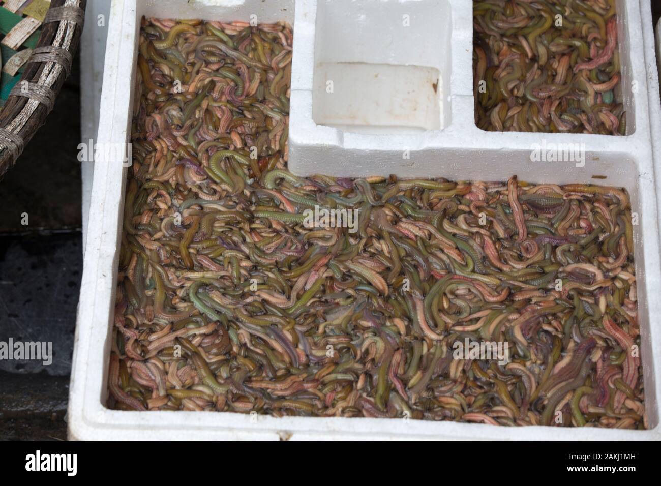 worms sold at market in Hanoi, Vietnam Stock Photo