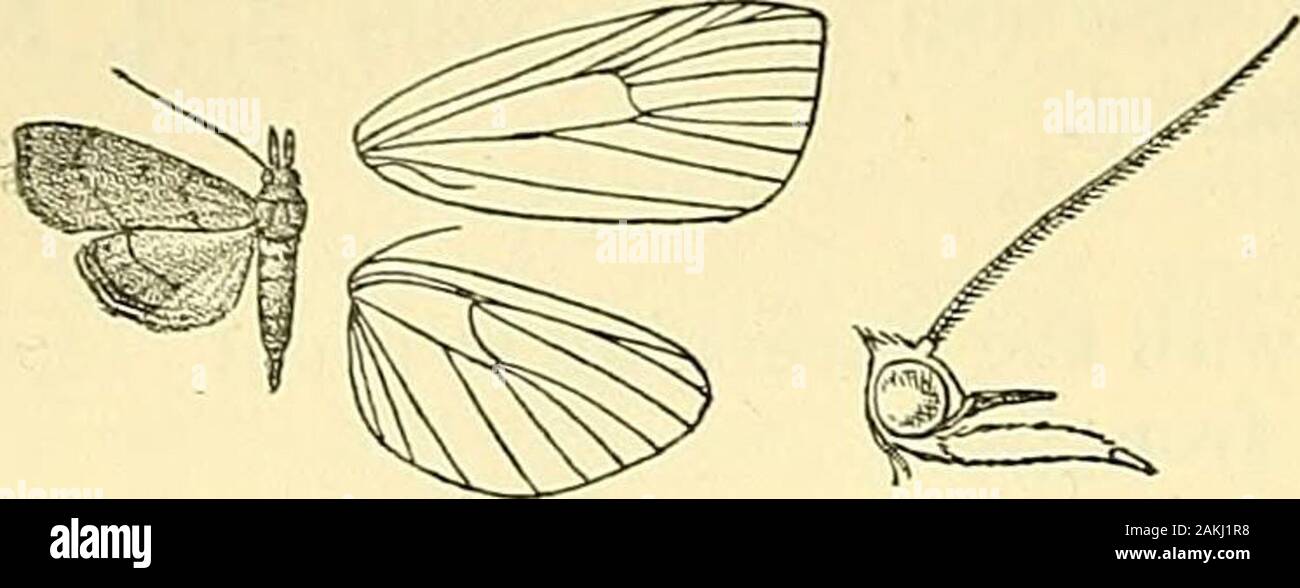 Moths . utta ; Ceylon ; Borneo. Palpi porrect, extending about three times the length of headand downcurved at extremity; maxillary palpi about half thelength of labial and acute ; frons flat and oblique; antennas offemale ciliated ; tibiae with the outer spurs about two-thirds lengthof inner. Fore wing long and narrow ; vein 3 from before angleof cell; 4, 5 from angle; 7 straight and well separated from8, 9, 10. Hind wing with the cell short; vein 3 from angle ;4, 5 approximated for a short distance; 6, 7 from upper angle. 4748. Hydrorybina polusalis, Wlk. Cat. xviii, p. 703. $ . Fiery rufous Stock Photo