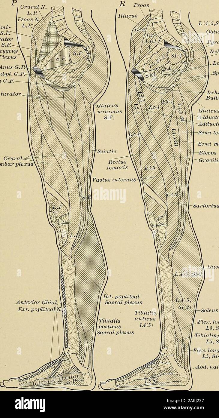 Diseases of the nervous system : a text-book of neurology and psychiatry . Peroneus longus Peroneus tertiubExt. bvev. digit. Abductor minim i 11/digiti Fig. 15.—Radicular (R) (to left) and peripheral (P) (to right) innervations of themuscles of the external side of the lower extremity. Letters and abbreviations as inpreceding figures. (After Dejerine.) REFLEXES OF THE LOWER EXTREMITIES 51 Reflexes of the Lower Extremities.—The knee-jerk (Erb-Westphalssign) is one of the most famihar. The knee-jerk may be tested in a Pyramidalis N. S. ObturatorInternus S.P.-Isohionoccygeus^Genital Pleaius Jieci Stock Photo
