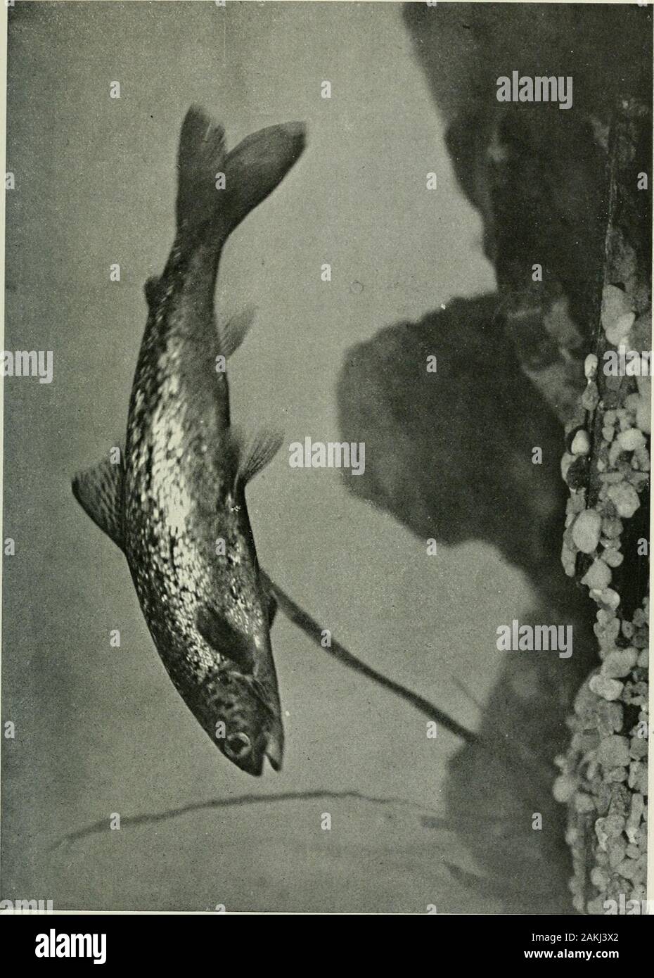 Plenty of naughty fish ireland