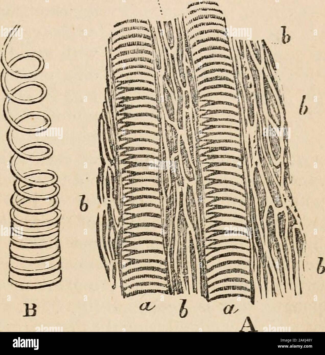 Outlines of comparative physiology touching the structure and development of the races of animals, living and extinct : for the use of schools and colleges . Fig. 64.—A, A bun-dle of fibres with-out cross striae, fromthe adductor musclewhich closes theshell of Unio pic-torum. B, A muscu-lar bundle withoutcross-streaking fromthe Distoma dupli-catum. C, The samebundle thrown intoziz-zags at the mo-ment of contraction-, CILIAEY MOTIONS. If we take a small piece of the margin of the mantle, or a I particularly recommend the muscular elements of the dorsal vessel orheart of Scolopendra for Yig. 65. Stock Photo