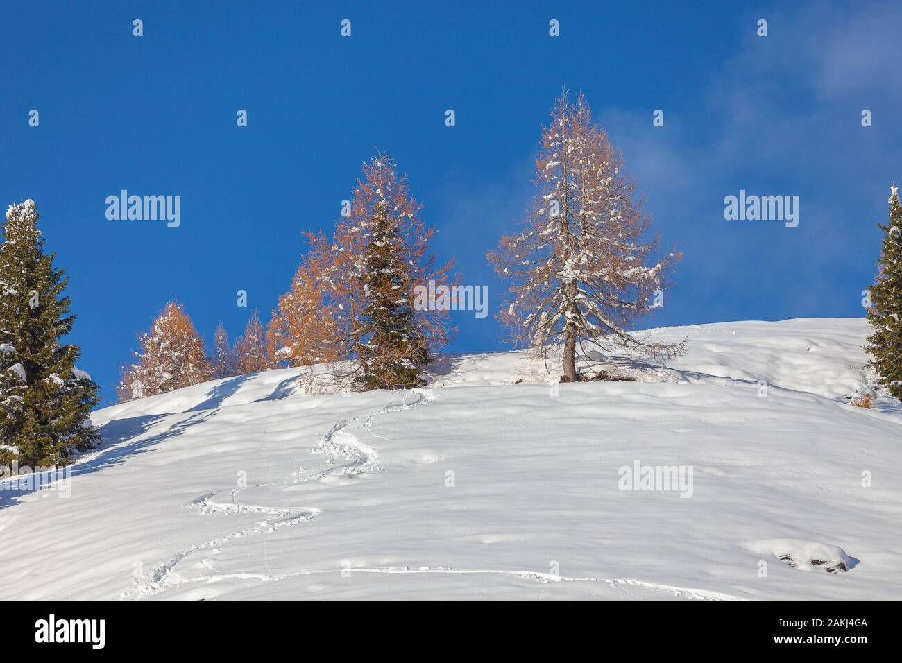 Larch trees on a snowy slope with traces of the passage of a skier Stock Photo