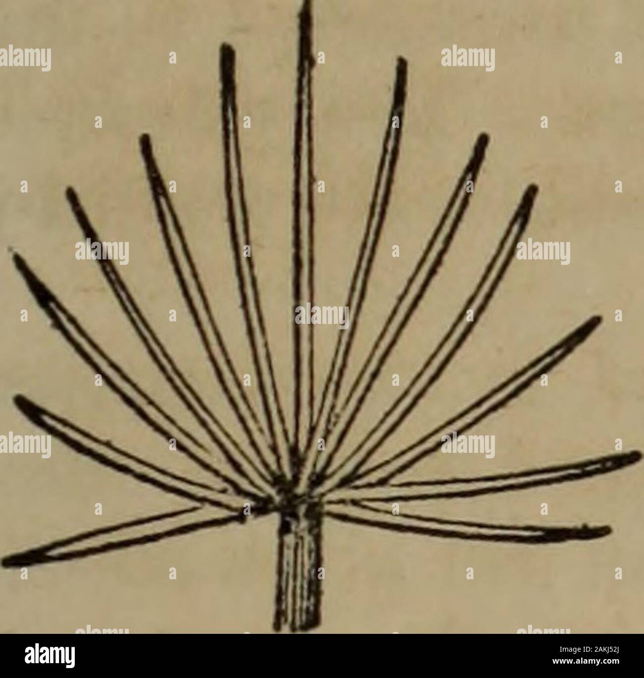 Pectinate hires stock photography and images Alamy