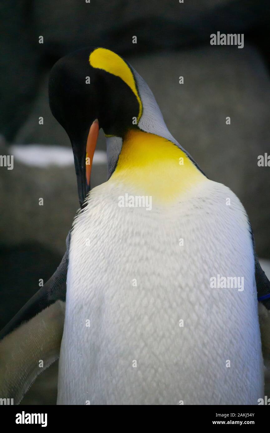 King Penguin Calgary Zoo Stock Photo - Alamy