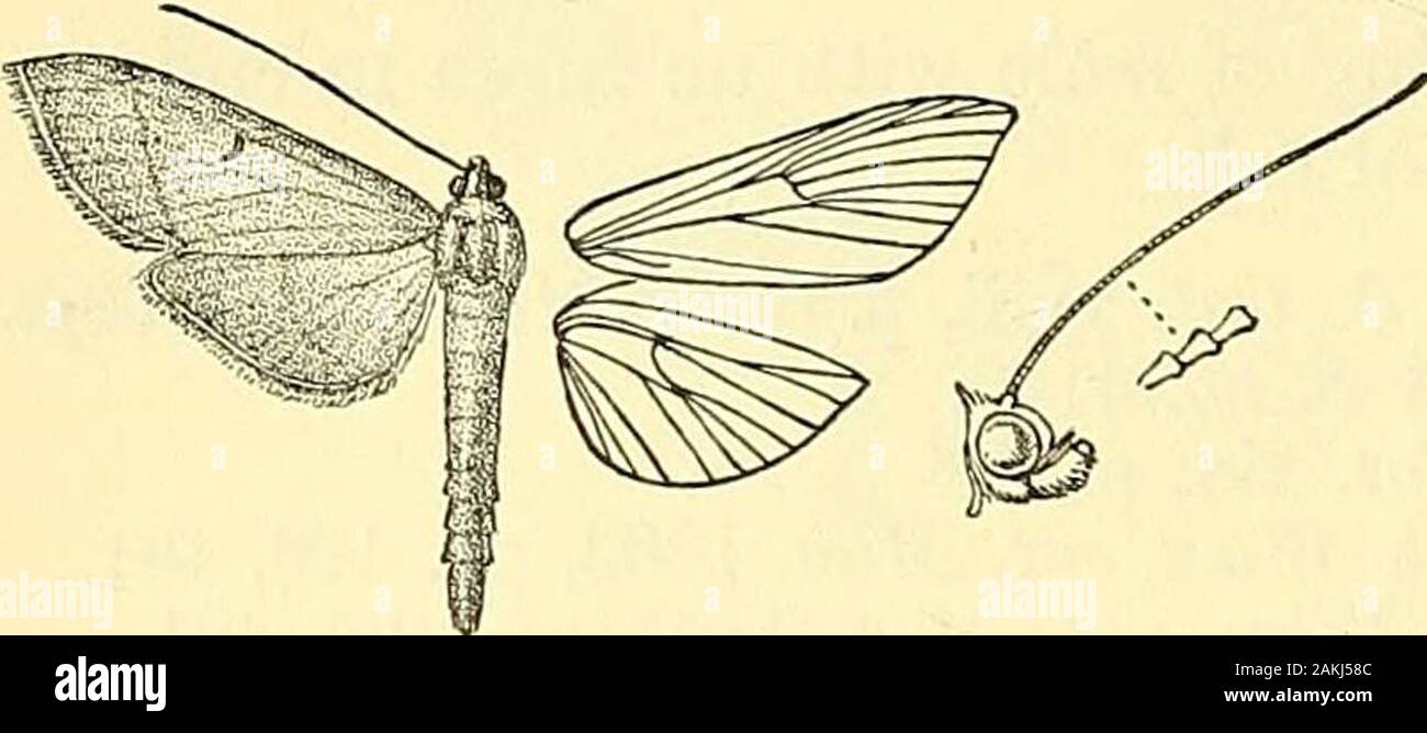 Moths . Ceyl. iii, pi. 180, fig. 14 ; C. 8,- S. no. 4109 (part). 5 . Differs from admixtalis in being black-brown ; the ciliablackish, with a fine pale line at base.Hab. Nilgiris; Ceylon. Eaep. 24 millim. 4714. Bradina subpurpurescens, Warr. A. M. N. H. (6) xvii, p. 147. &lt;$ . Puscous, with a cupreous yellow gloss; abdomen whitishPore wing with faint discocellular speck and straight postmedialline from costa to vein 2. Underside with the inner area offore wing and the basal half of costa of hind wing whitish. Hab. Bhutan; Khasis. Exp. 30 millim. 4715. Bradina melanoperas, n. sp. $. Head, tho Stock Photo