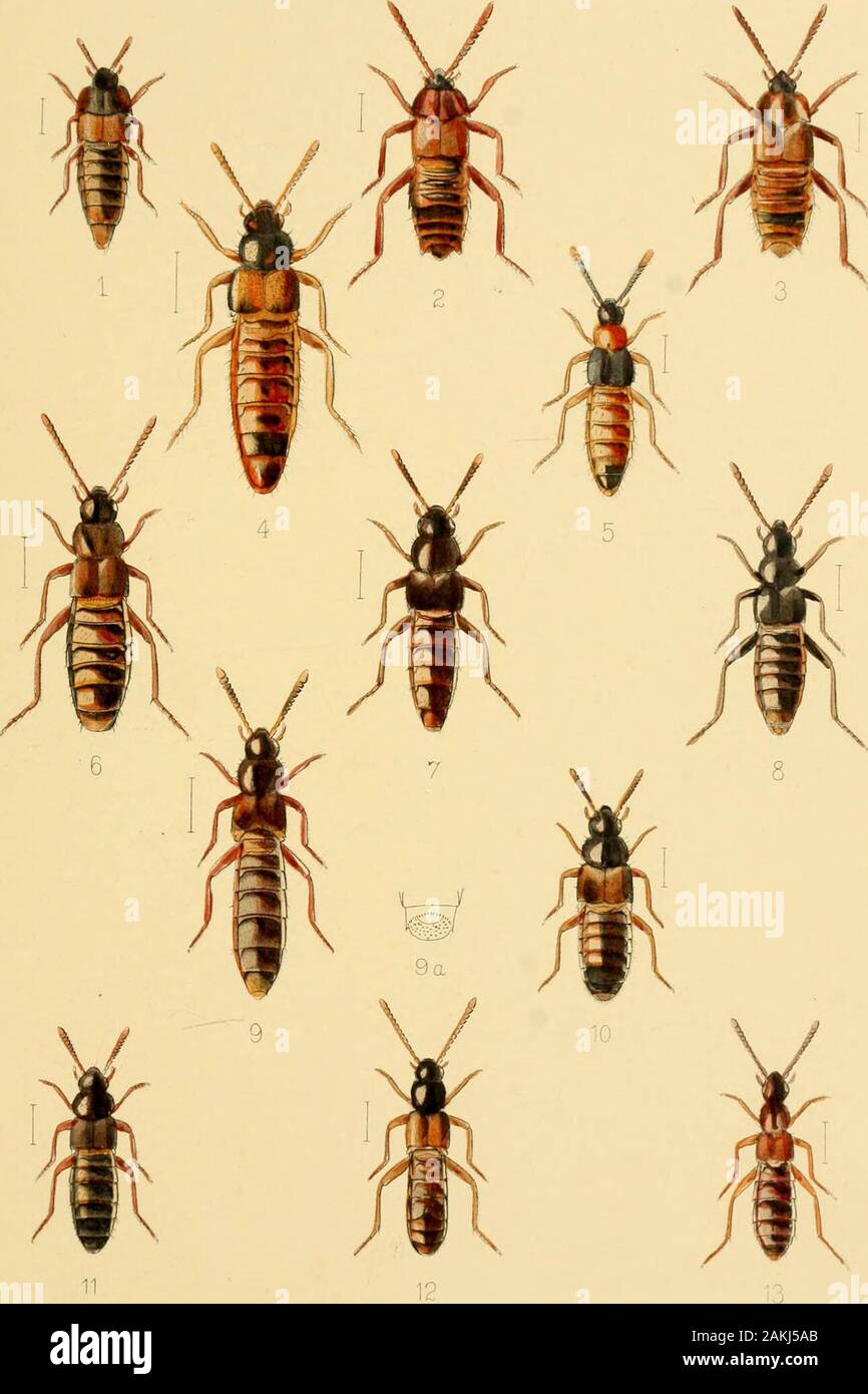 The Coleoptera of the British islandsA descriptive account of the families, genera, and species indigenous to Great Britain and Ireland, with notes as to localities, habitats, etc . 11 12 10 E.V/ilsonDel. I [h i Imp, Camb Soi - Inst Co L.REEVE &,C0 LONDON. LiL»A PLATE XLI. Fig. 1. Dinarda Maerkeli, Kies. 2. Atemeles emarginatus, Grat*. 3. ) ! paradoxus, Grav. 4. Myi •medonia Haworthi, Steph. 5. jj collaris, Payh. 6. »5 humeralisj Gi^av. 7. cognata, MaerJc.funesta, Grav. 8. ^3J) 9. J? limbata, Fayk. 9a. ^ J, extremity of hind body ofmale. 10. JJ iugenp, Grav. 11. &gt;) laticollis, Maerk. 12. * Stock Photo
