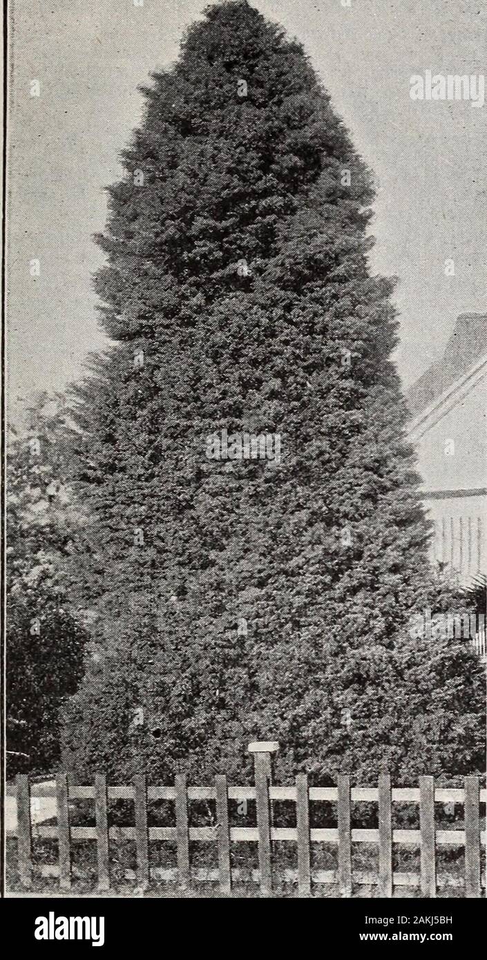 General list of high-grade seeds . ens may be seenin Los Angeles. In pots, ly2 to 2 ft., $2.50each. Exeelsa (Norfolk Island Pine). One of thehandsomest trees for planting on lawns andin parks, also extensively used as a deco-rative pot-plant. In pots, 1% ft., $1.50 each;2 ft., $2 each; 3 ft., $3.50 each.CEDRIS Deotlora (Himalayan Cedar). In pots, 1 to 2 ft., $1 each; 3 to 5-ft., $3.50 each.Libani (Cedar of Lebanon). In pots, ly2 ft., $1.50 each; 2 to 3 ft., $2.50 each.CRYPTOMERIA elegans (Fine-leaved Japan Cedar). 35 cts. to.$l each.CUPRESSIS Guadalupensis (Blue Cypress). 25 cts. to 75 cts. ea Stock Photo