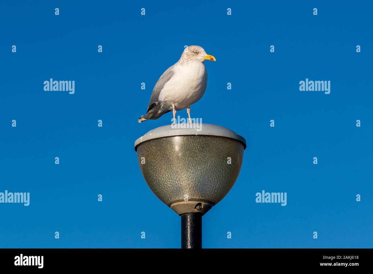 Non breeding Glaucous gull, larus hypereboreus, in winter plumage, standing on top of an urban lamppost, Ayrshire, UK Stock Photo