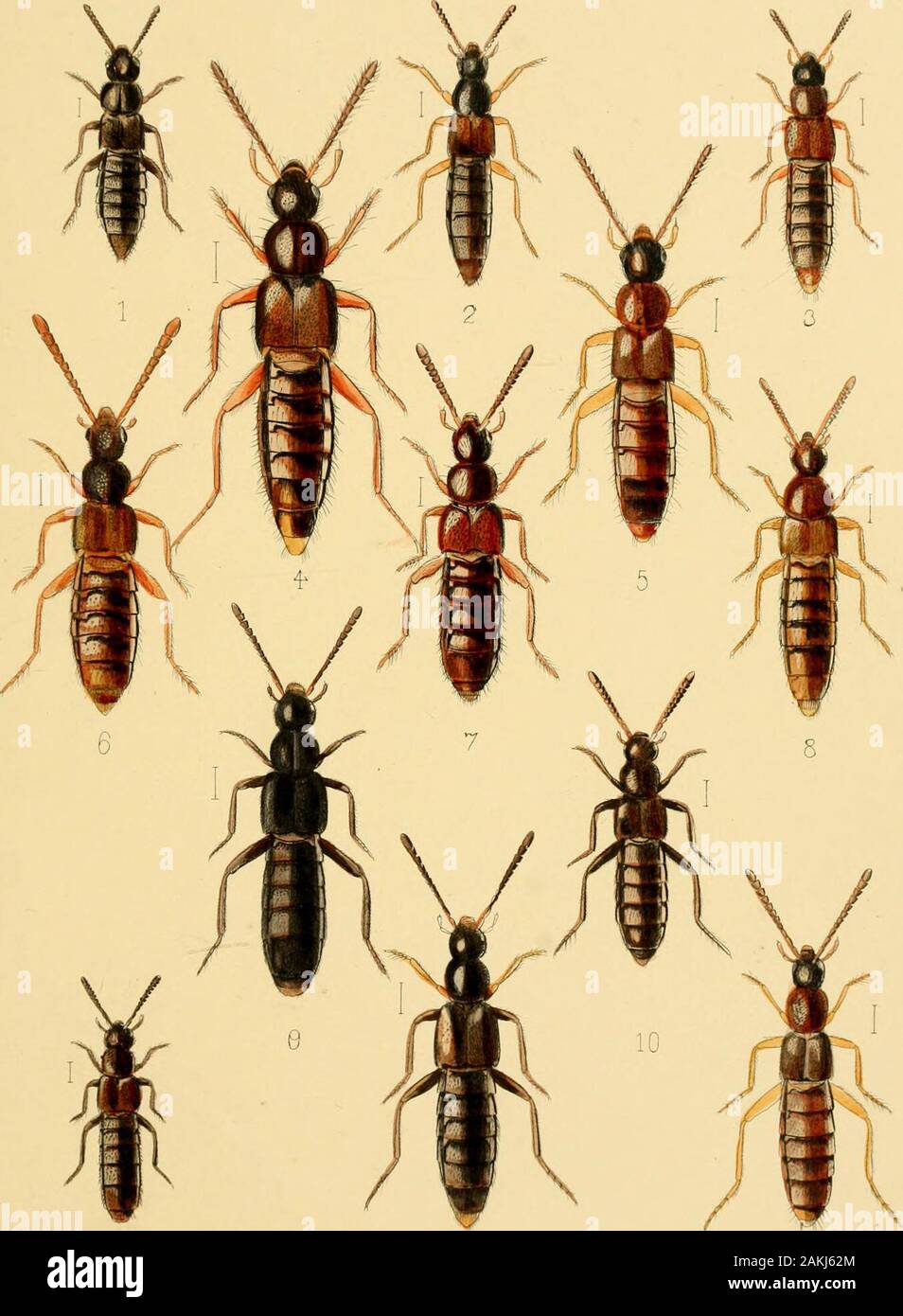 The Coleoptera of the British islandsA descriptive account of the families, genera, and species indigenous to Great Britain and Ireland, with notes as to localities, habitats, etc .  11. „ umbrosa, JSr. 12. Chilopora longitareis, Er. 13. „ rubicunda, Er. PLATE 40.. 11 12 10 E.V/ilsonDel. I [h i Imp, Camb Soi - Inst Co L.REEVE &,C0 LONDON. LiL»A PLATE XLI. Fig. 1. Dinarda Maerkeli, Kies. 2. Atemeles emarginatus, Grat*. 3. ) ! paradoxus, Grav. 4. Myi •medonia Haworthi, Steph. 5. jj collaris, Payh. 6. »5 humeralisj Gi^av. 7. cognata, MaerJc.funesta, Grav. 8. ^3J) 9. J? limbata, Fayk. 9a. ^ J, ex Stock Photo