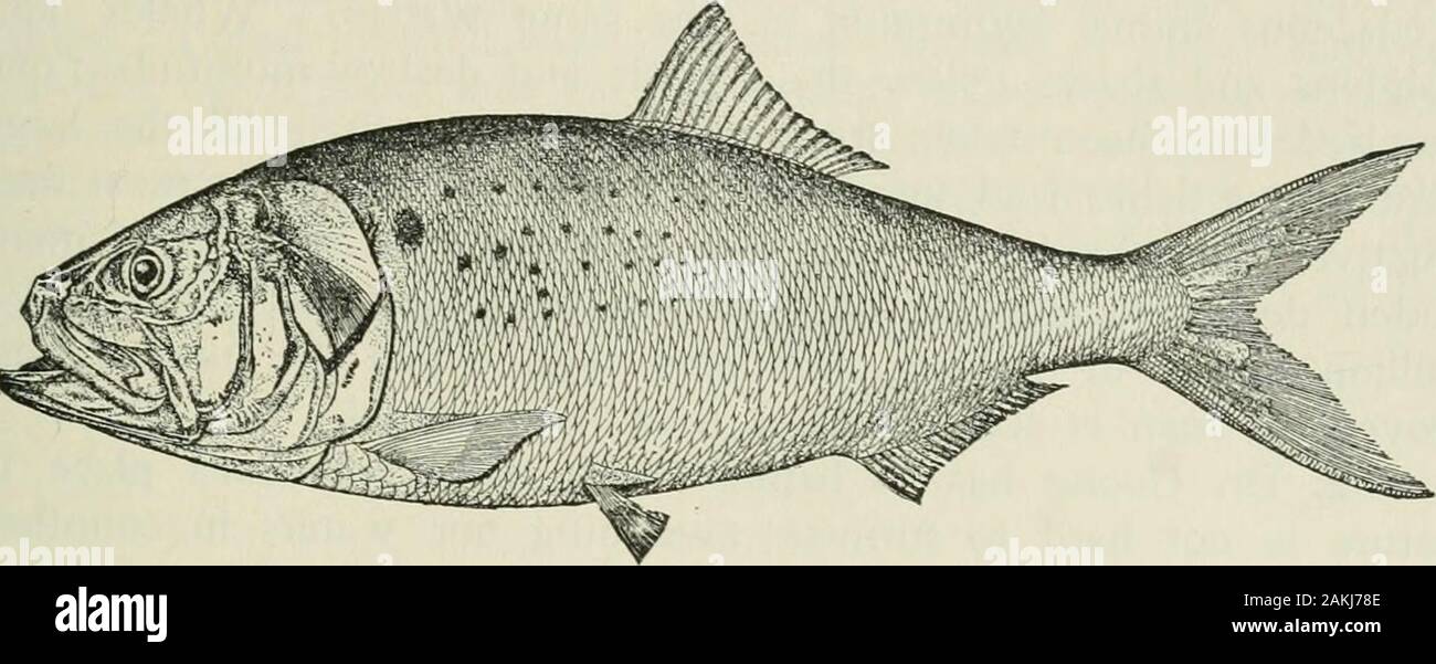 American food and game fishes : a popular account of all the species found in America, north of the equator, with keys for ready identification, life histories and methods of capture . ize than the common shad, the various examplesseen measuring only 15 inches each in total length. Nothing is known of its habits except that it appears at Tusca-loosa, Alabama, in limited numbers early in April, and that the younghave been seen in salt water at Pensacola. GENUS BREVOORTIA GILLThe Menhadens Body elliptical, compressed, deepest anteriorly, tapering behind;head very large; cheek deeper than long; m Stock Photo