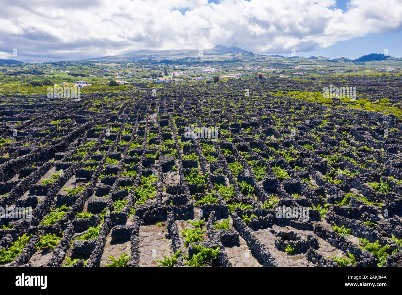 Man-made landscape of the Pico Island Vineyard Culture, Azores, Portugal. Pattern of spaced-out, long linear walls running inland from, and parallel t Stock Photo