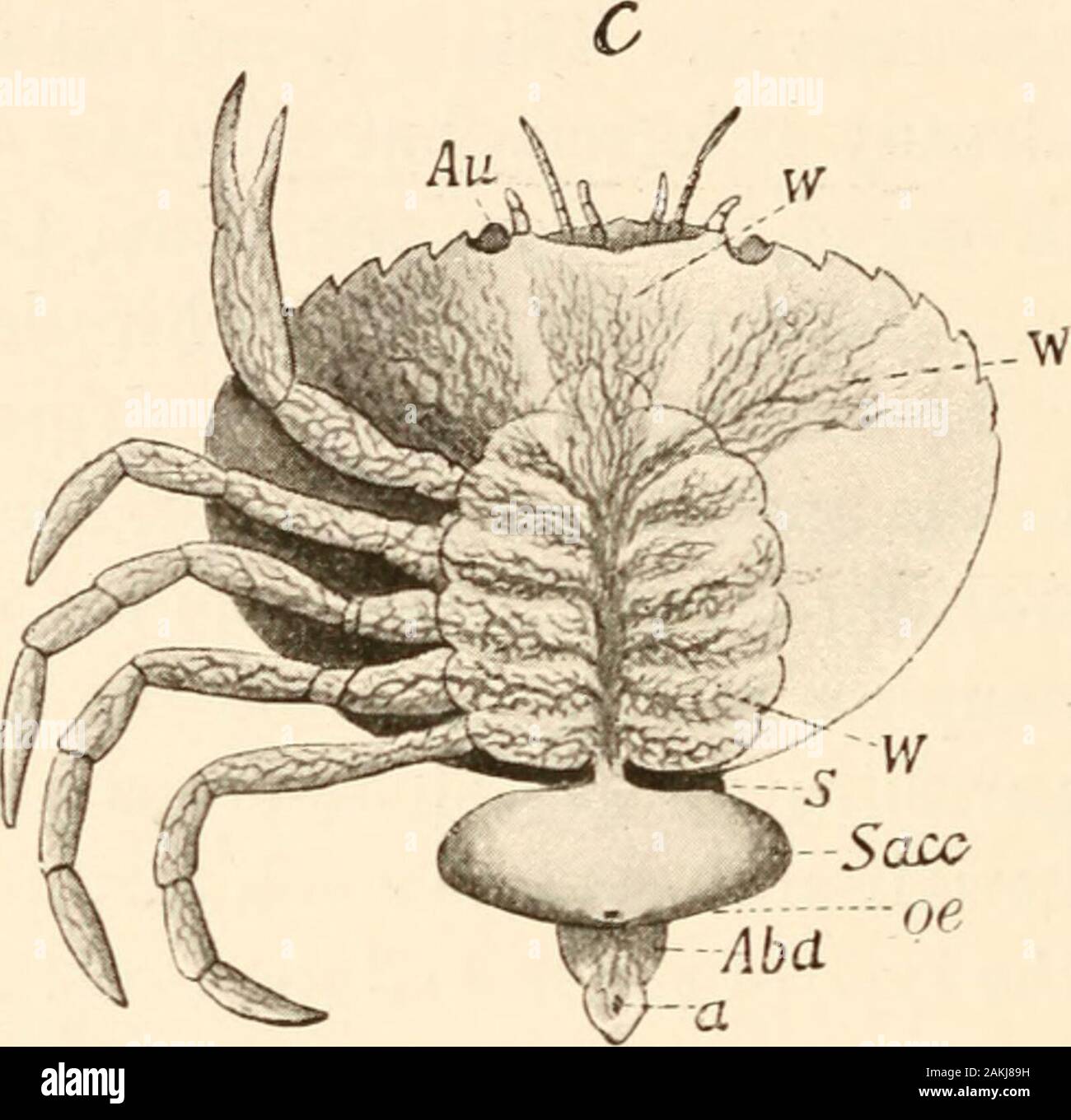 The evolution theory . Abd Fig. 112. Development of the parasitic Crustacean Sacculina carcini, afterDelage. A, Nauplius stage. Au, eye. I, II, III, the three pairs of appendages.B, Cypris-stage. VI-^I, the swimming appendages. C, mature animal {Sacc),attached to its host, the shore-crab {Carcinus mcenas), with a feltwork of fineroot-processes enveloping the crabs viscera, s, stalk. Sacc, body of theparasite, oe, aperture of the brood-cavit}. Abd, abdomen of the crab withthe anus (a), into the singular creature which we now see in the sexually matureform. The same is the case with the numerous Stock Photo