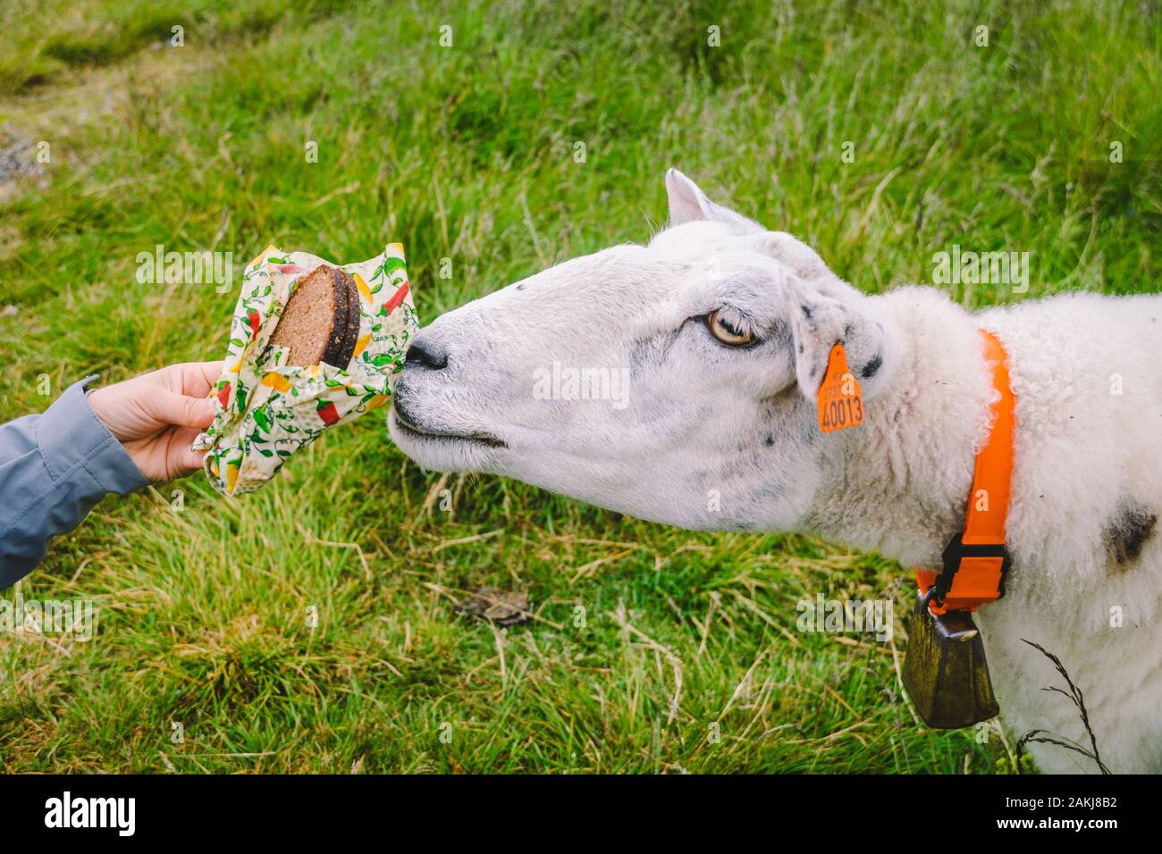 sheeps on a mountain farm on a cloudy day. A woman feeds a sheep in the  mountains of norway. A tourist gives food to a sheep. Idyllic landscape of  Stock Photo -, image size:1300x956