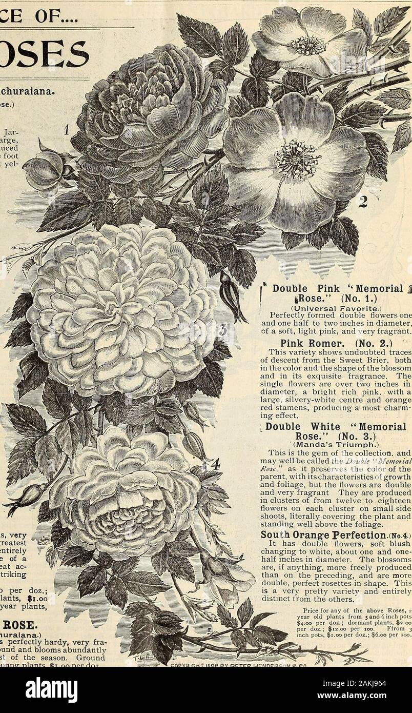 Peter Henderson & Co.'s spring 1899 florists' and market gardeners' wholesale catalogue of plants, flower seeds, bulbs, vegetable seeds, farm seeds, fertilizers, insecticides, toolsetc . ce. Price, young plants, $4.50per doz., $30.00per 100; one-year plants $1.00 each,$10.00 per doz.; two-yearplants, $1.75 each, $18.00 perdoz. JERSEY BEAUTY. (Wichuraiana X Perle desJardins) Extremely vigorousgrower, foliage of thick,leathery substance, shiny.Flowers produced singly orin clusters, large, single,three inches in diameter,opening pale yellow, withluster of bright yellow stamens, very jjjjl^fragran Stock Photo