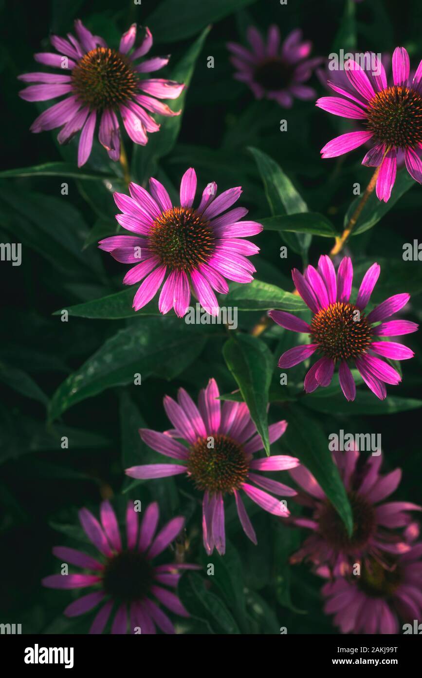 Magenta flowers in bloom and green leafage in sunlight, on a summer day. Pink floral backdrop. Magenta Chrysanthemum flower pattern. Pink daisy. Stock Photo