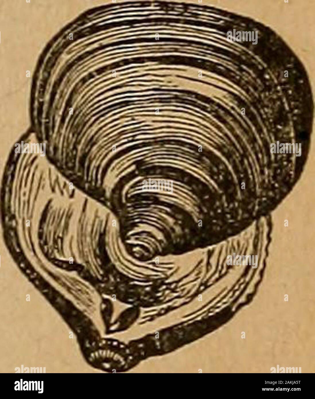 Bittacle hires stock photography and images Alamy