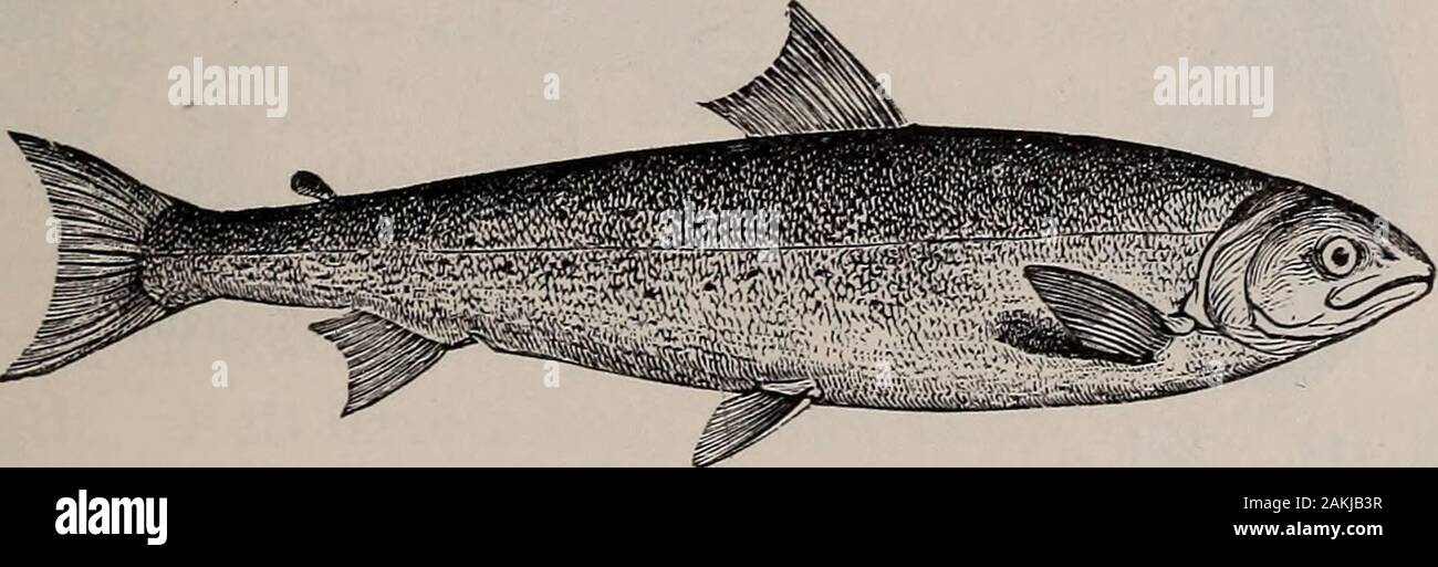 Natural history of animals; . Fig. 218. — Horned Pout.. Fig. 219. — Salmon Stock Photo Alamy