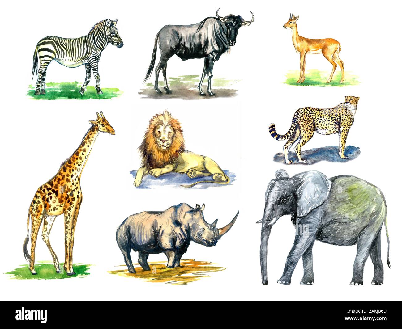Wild African animals collection, zebra, Wildebeest, Oribi antelope, girafe, lion, rhinoceros, cheetah, elephant, hand painted watercolor illustration Stock Photo