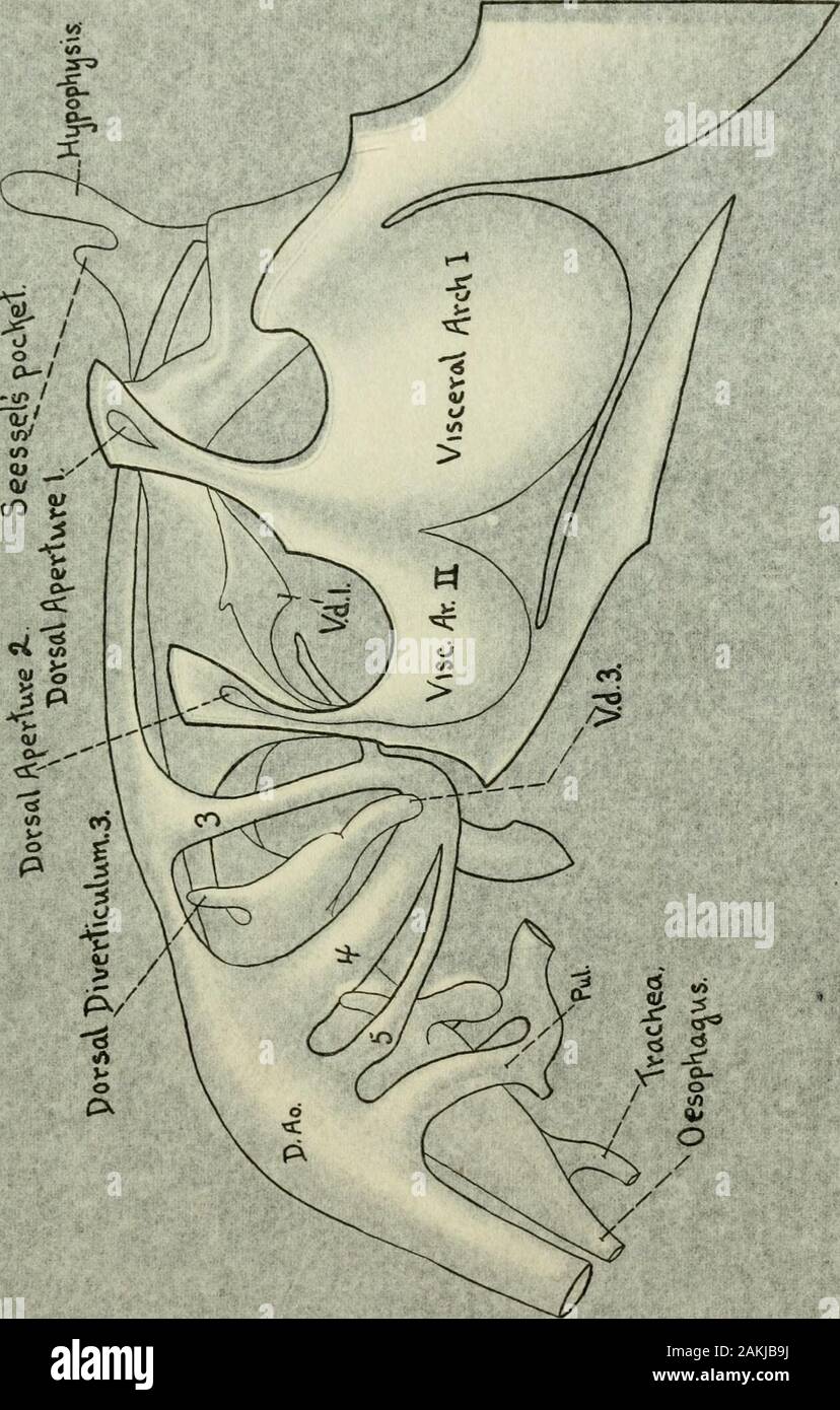 The American journal of anatomy . 509 PLATE 2 EXPLANATION OF FIGURE Fig. 7 Right-hitLTul view of a wax reconstruction of the aortic archesand pharynx of the same embryo. (The body wall in this model was removeddifferently from that of the model of fig. 6). 1 510 1. Stock Photo