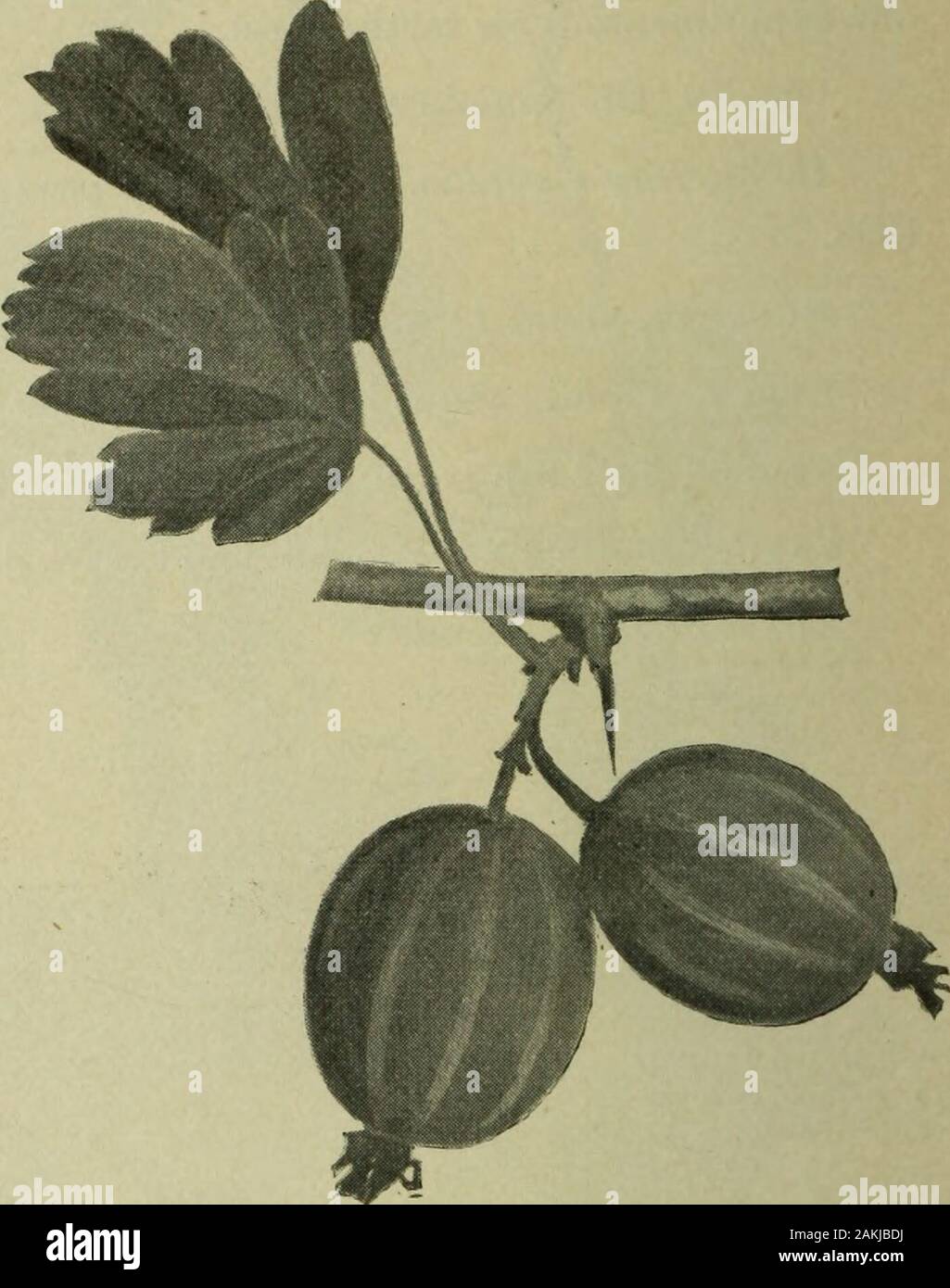 Annual Report Of The Fruit Growers Association Of Ontario 1898 Middlesex Slightly Reduced Gooseberries Downing This Has Been The Most Popular Gooseberry Of American Origin For Some Years 1897 Unlesswe Except