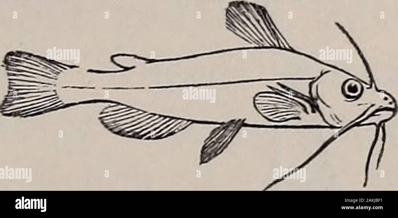 Natural history of animals; . Fig. 217. — Blindfish.. Fig. 218. — Horned Pout Stock Photo Alamy