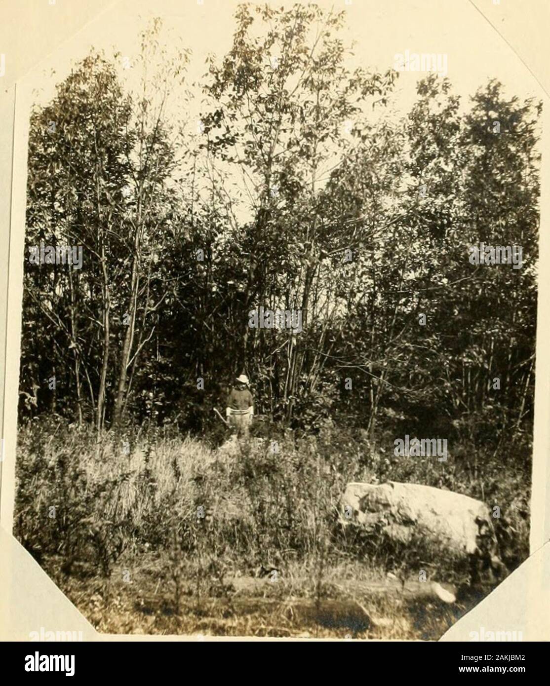 Report on a preliminary examination of the forest land of the United States Naval powder depot near Dover, New Jersey . Exhibit # 1. Hemlock standards and understory of smallpole ir.ixed hardwoods.. *^^*13! -iS Exhibit ir ?. Twelve year old mixed hardwood sproutssmall poles. c^ Stock Photo