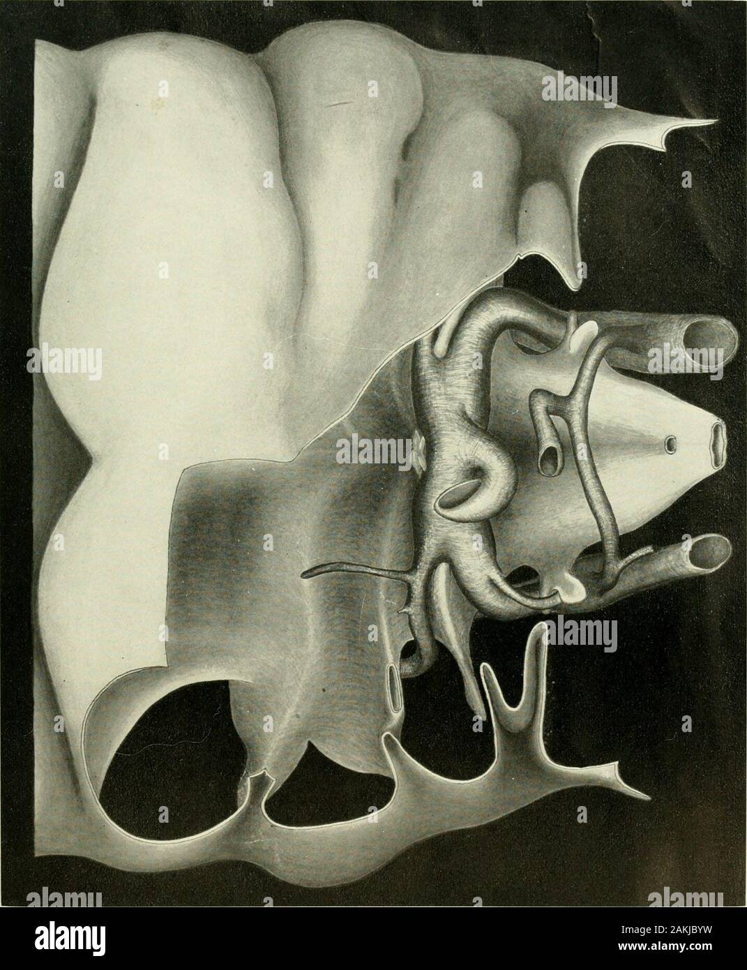 The American journal of anatomy . 50S THE MAMMALIAN FIFTH ARCH FRANK REAGAX PLATE 1. 509 PLATE 2 EXPLANATION OF FIGURE Fig. 7 Right-hitLTul view of a wax reconstruction of the aortic archesand pharynx of the same embryo. (The body wall in this model was removeddifferently from that of the model of fig. 6). 1 510 1 Stock Photo