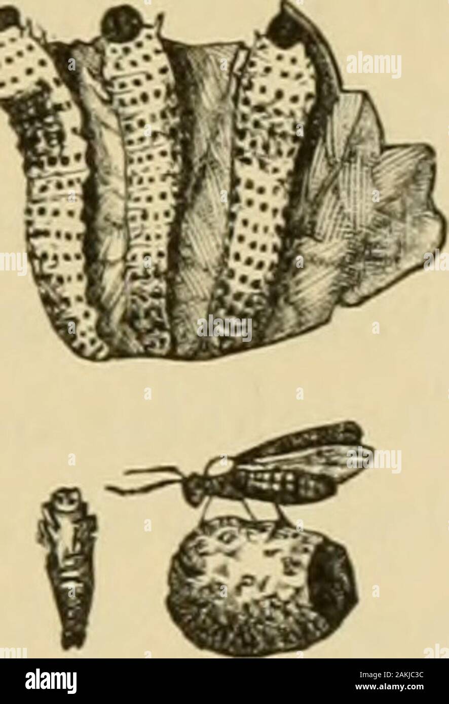 Insects injurious to fruits . eserving their ranks withmuch regularity, as shown in Fig. 296. They begin at oneedge of the leaf and eat the whole of theleaf—including the ribs—to the stalk, and Fig. 296.proceed from leaf to leaf down the branch, ffs^,devouring as they go, until they are fullgrown. When mature, they measure aboutfive-eighths of an inch in length, are somewhatslender and tapering behind, and thickenedbefore the middle. They are of a pale-yellowcolor, darker or greenish on the back, withtwo transverse rows of minute black points across each ring,the head and tip of the last segme Stock Photo