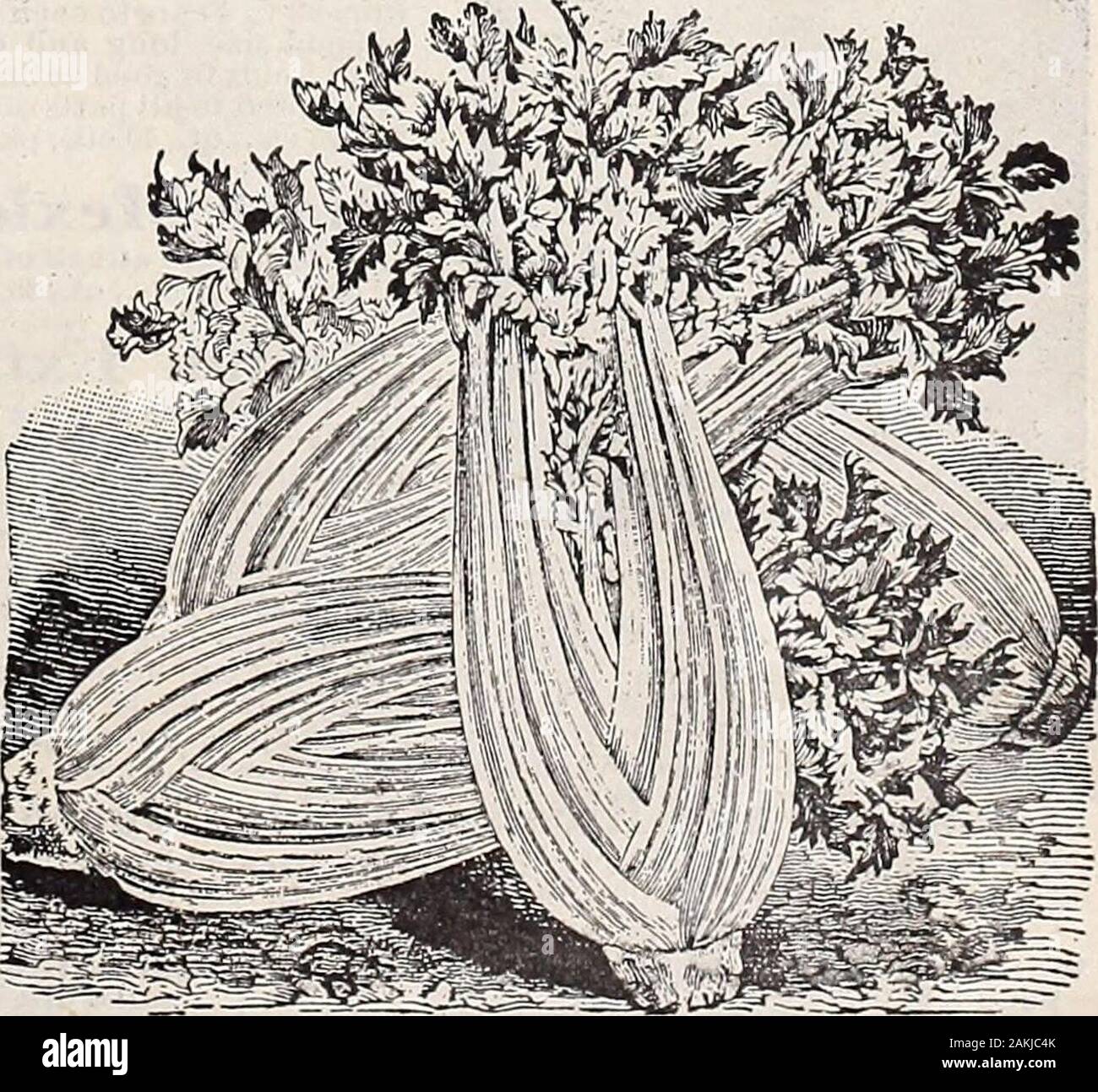 Hastings' seeds : spring 1912 catalogue . l Poloi-rr Stalks rounded, crisp and solid. Its flavor isLUCAitdU omiu vjcici y funy equal to that grown in the famous Kalama-zoo (Mich.) celery district, having the rich, nutty flavor so desirable in celeryPacket, 10 cents; % ounce, 15 cents; ounce, 25 cents; % pound, 65 cents pound, $2.00* Whifp PlniriA (riant Pnennl 01d&gt; wel1 known varieties, preferred TT Hilt? rilllllt* Uldlll JTdhCdl Dy many planters. Each: Packet, 5cents; ounce, 15 cents; % pound, 50 cents: pound, $1.50.Cplprifif* or Turnip Rooted Celery. It is mostly used for flavoring. ldl&g Stock Photo