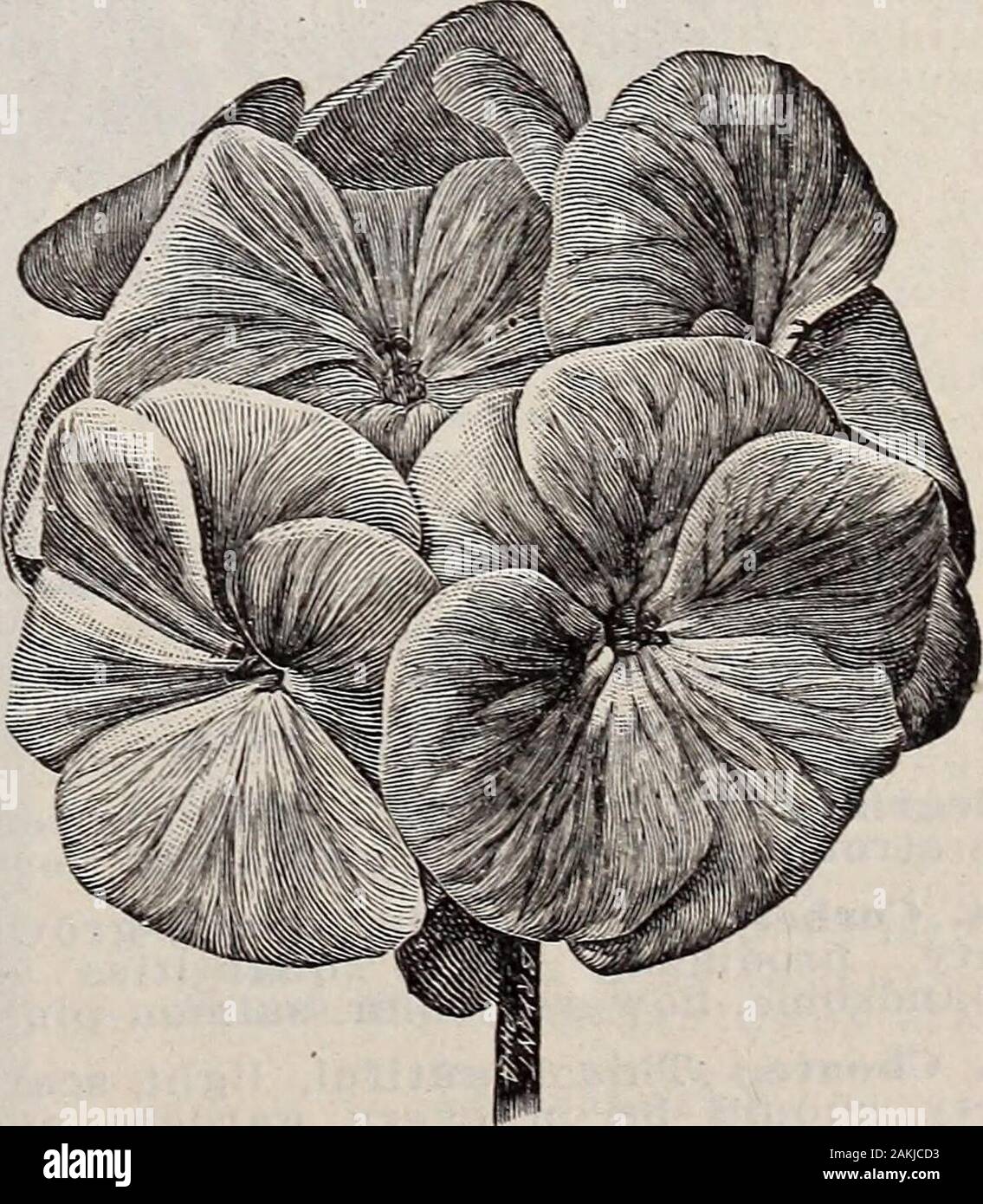 Ivy Leaved Double Geranium High Resolution Stock Photography