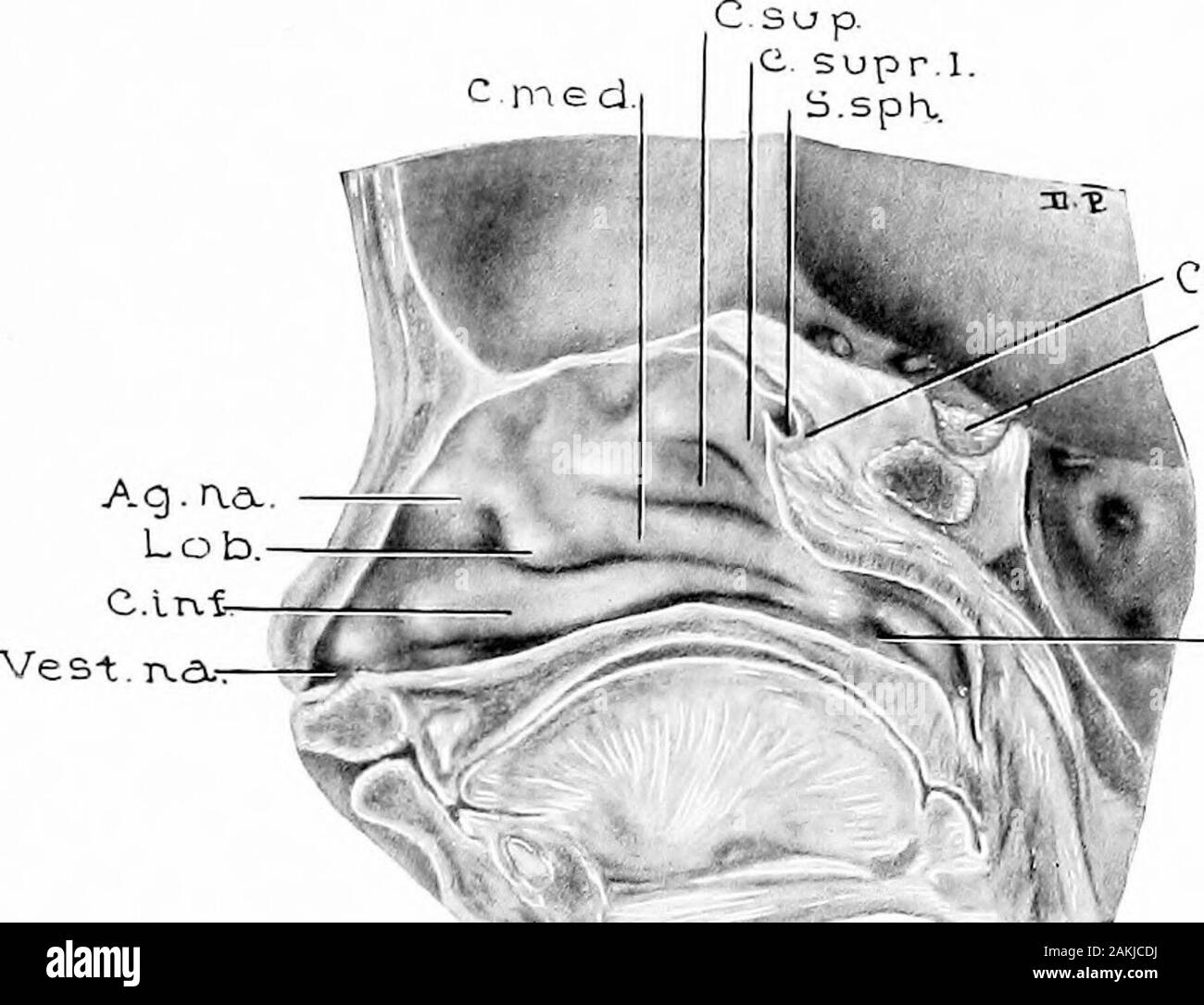 Development and anatomy of the nasal accessory sinuses in man