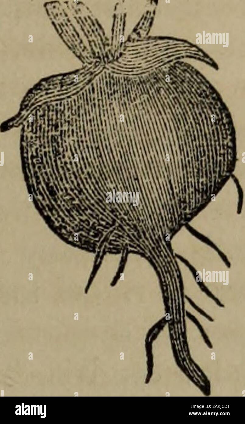 Napiform root hires stock photography and images Alamy