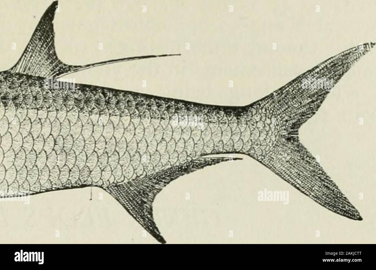 American food and game fishes : a popular account of all the species ...
