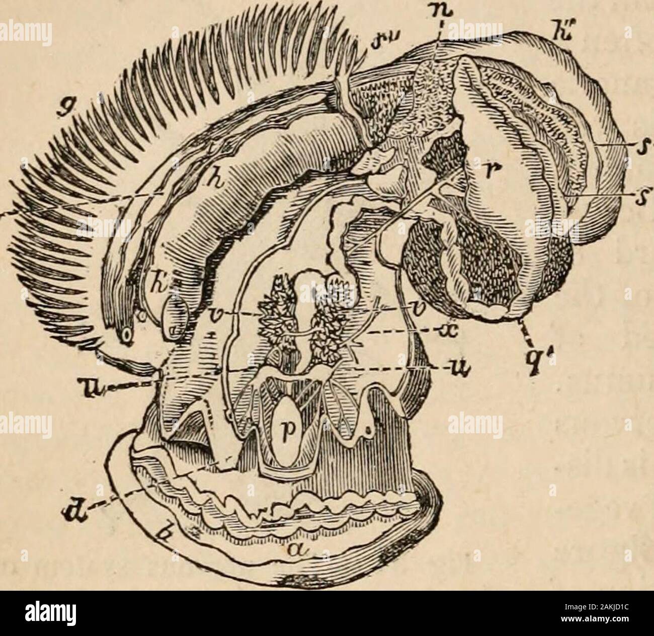 Outlines of comparative physiology touching the structure and development of the races of animals, living and extinct : for the use of schools and colleges . tclasses of this sub-kingdom. In the CONCHIFERA, which areacephalous, as the mussel (Mytilus edulis), distinct organs existfor the ingestion of the food, respiration, and locomotion, andeach of these possesses ganglia, in immediate relation with thefunction over which it presides. Hence we find— 1st. Msophageal ganglia, which surround the gullet, and re-present the brain. These nerves proceed to the labial pro*cesses, that serve for taste Stock Photo