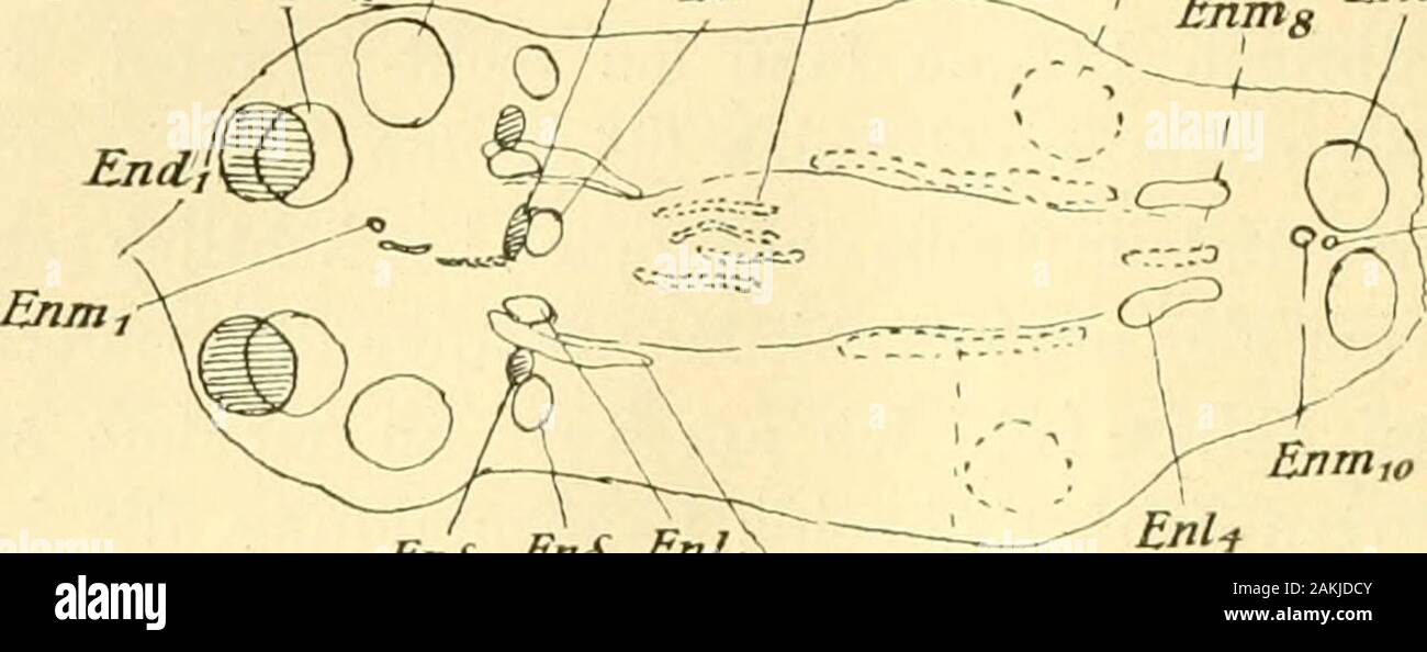 Typische zelle hires stock photography and images Alamy