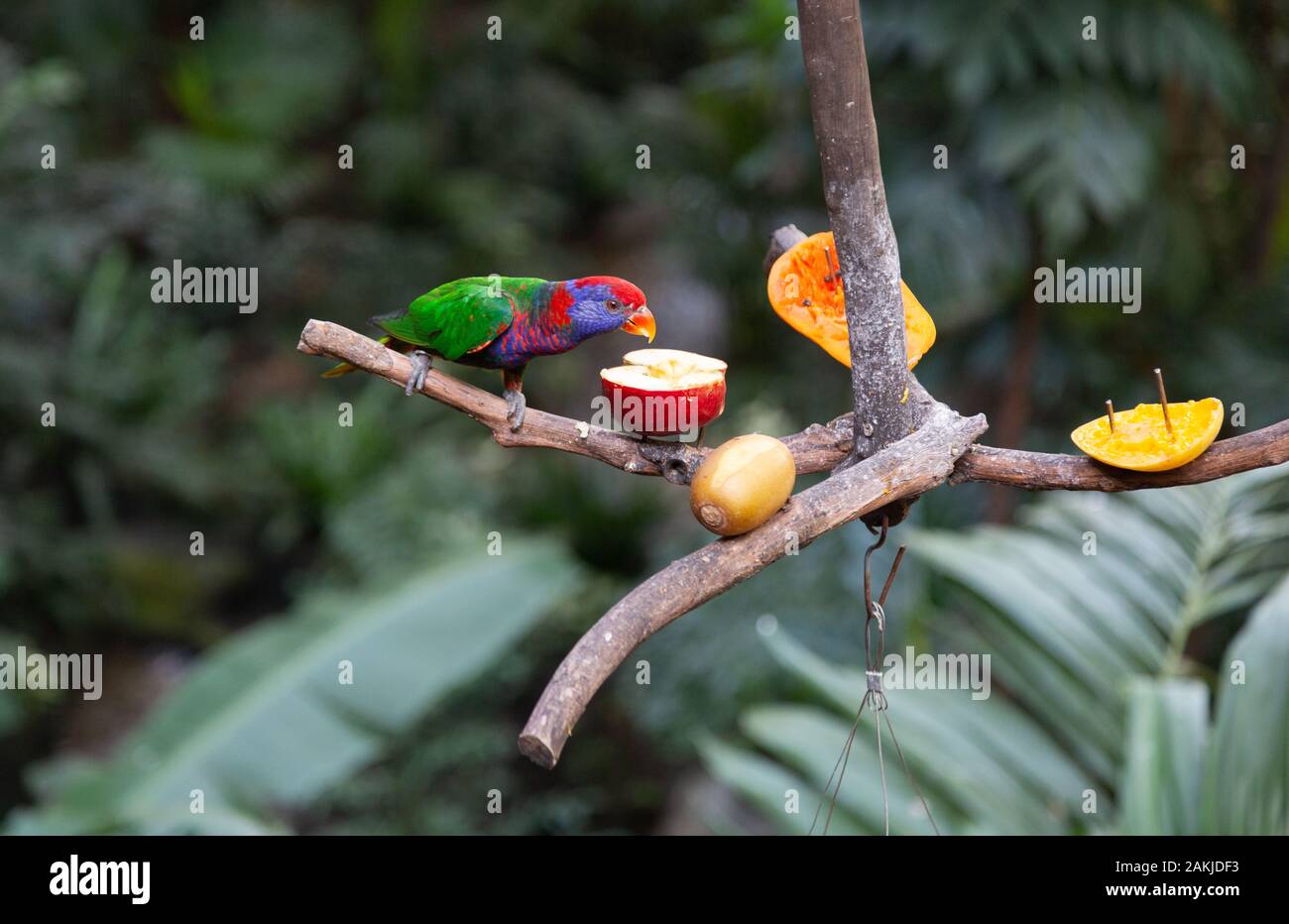 Hong Kong Park aviary; Rainbow Lorikeets ( Trichoglossus moluccanus ) feeding from a bird feeder, Hong Kong Asia Stock Photo