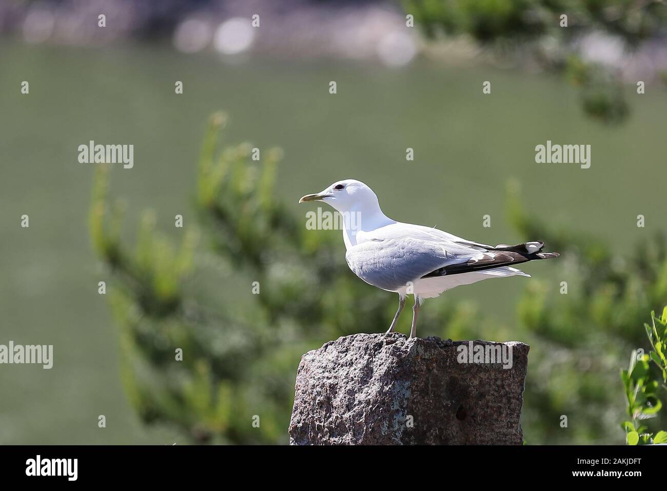 Common gull sitting on a rock on Finnish summer day in Helsinki Stock Photo