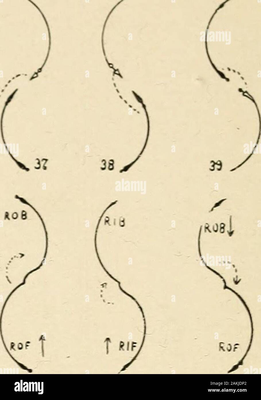 A handbook of figure skating arranged for use on the ice; with over six hundred diagrams and illustrations . C C ) Once-Back ^ from of Counter if Rocker ob Rocker ib Counter 59 2 Cross.Cross Choc-taw (+Ch).Forward,toe to toe.Backward,heel to heel. Correspondingturns:Rockers,Counters. Or CO IB JF tO OB OB tO IF IB tO OF /. f i R.iB of Rocker if Counter ob Counter ib Rocker Stock Photo