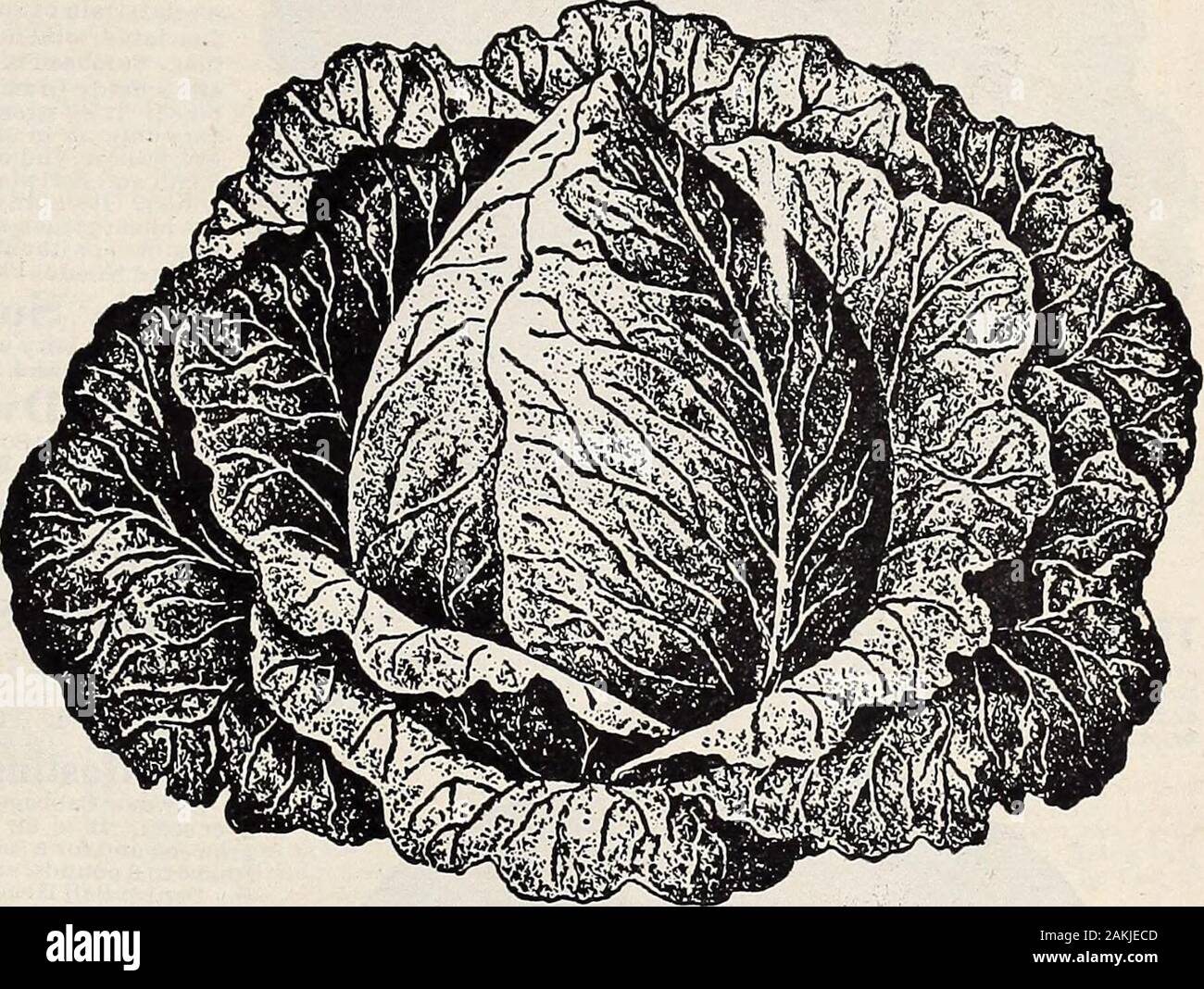 Hastings' seeds : spring 1912 catalogue . Hastings* Florida Drumhead Cabbage Hastings* Centennial Flat Dntch Cabbage Tillsi« the variety shown in the illustration onpage37a*grown by Mr. Cowan. Our best vari-ety of lairge Flat Dutch Catroage. It is a good,reliable header, admirably adapted to all partsof the South. For all-round valuable variety forthe gardener It cannot be excelled. Plant itthis spring. Hastings* Premier Brand Seed.Large pkt., 10c; % oz., 15c; oz., 25c.; % lb., 75c;lb., $2.50.. Hastings* Long Island, the Best Early Pointed CabbageT F ,. j • ,* f7I,1 „ T»A Earliest and best of Stock Photo