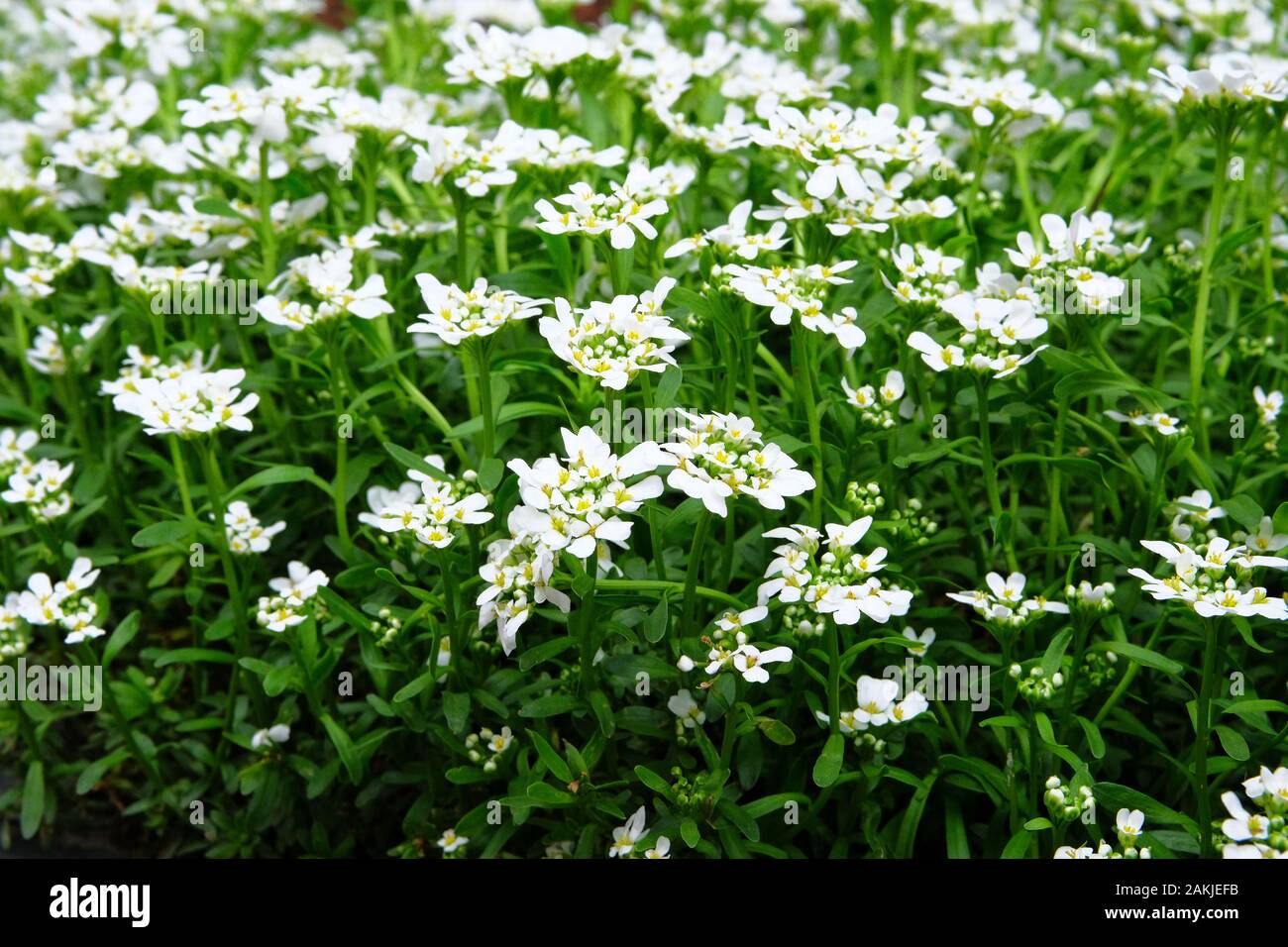 Alyssum. Medicinal plant used as a groundcover in landscape design. White flowers alyssum on flowerbed in summer garden. Stock Photo