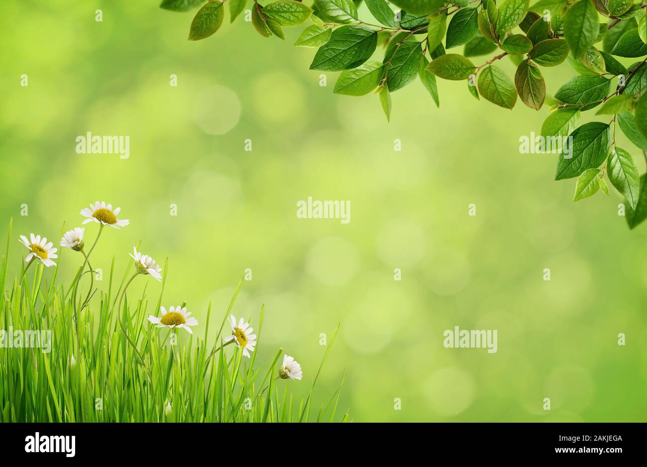 Green blurred background with daisy flowers, grass and spring blossoming branches with small green leaves Stock Photo