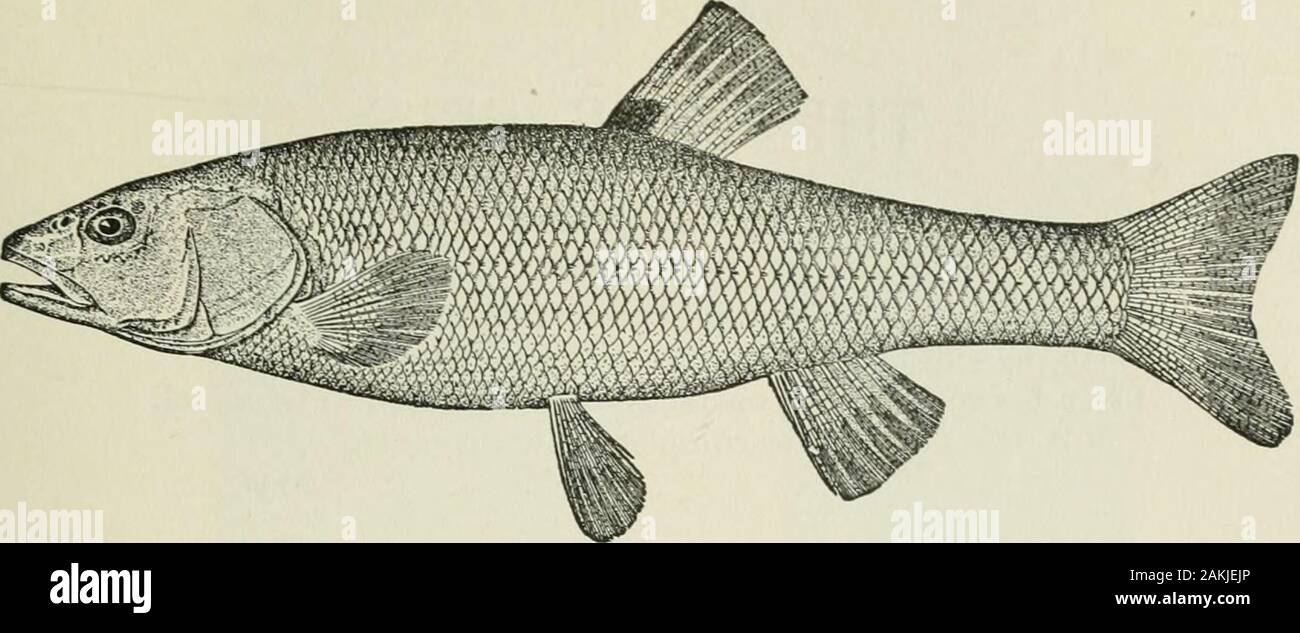 American food and game fishes : a popular account of all the species found in America, north of the equator, with keys for ready identification, life histories and methods of capture . and elsewhere it has been variously called chub, roach,silver chub, or wind-fish. Thoreau says it is a soft fish and tastes like brown paper,salted. Head 4; depth 4; eye 4] D. 8; A. 8; scales 8-49-4, 18 to22 before the dorsal; teeth 2,5-4,2, hooked, without grinding sur-face. Body oblong, robust, little compressed; head large, convex,the snout bluntly conic; mouth large, terminal, somewhat oblique,the lower jaw Stock Photo